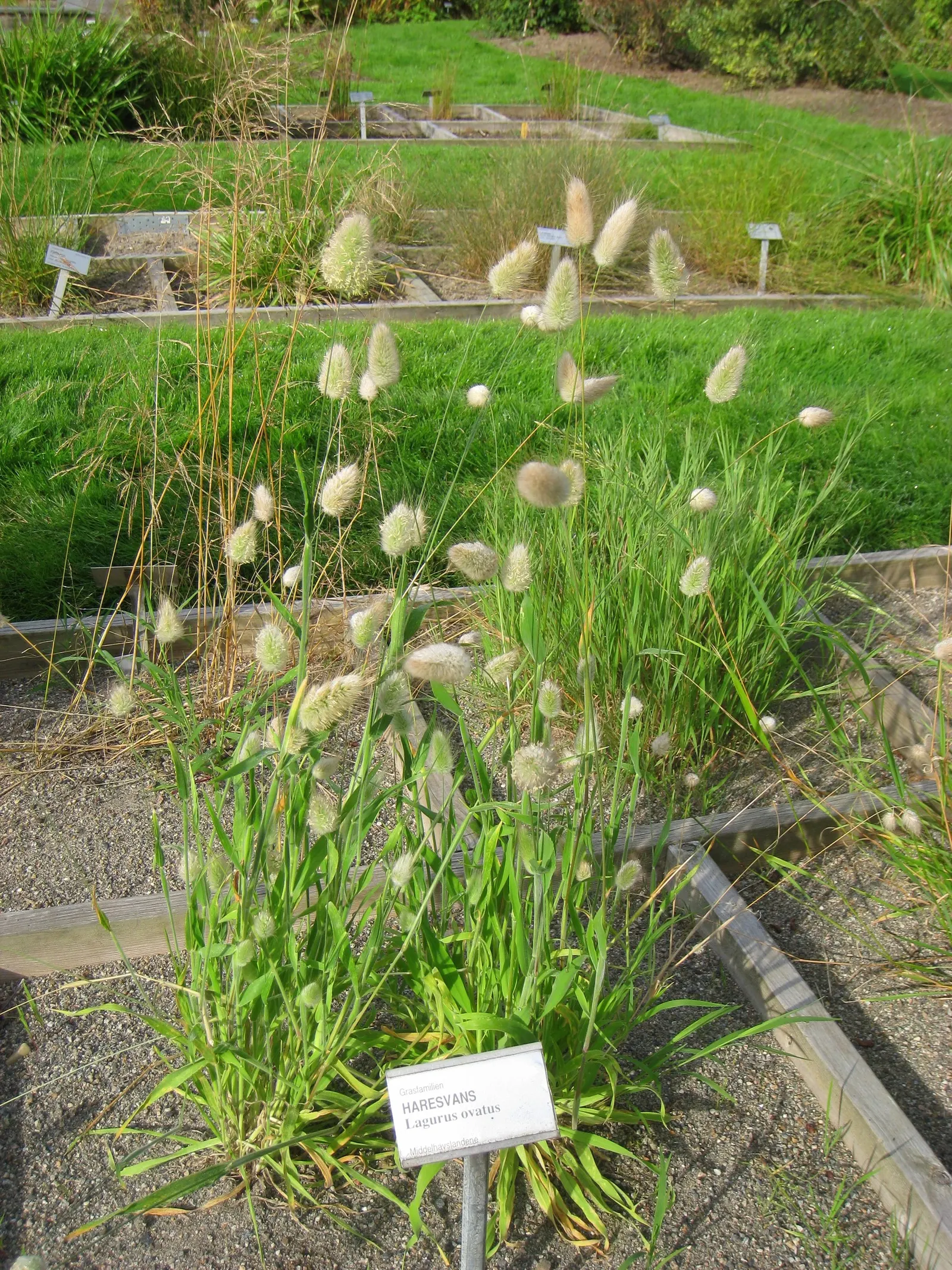 Bunny Tails (Lagurus Ovatus) — Bunny Tails is also a favorite for dried floral arrangements.<br><br>For optimal growth