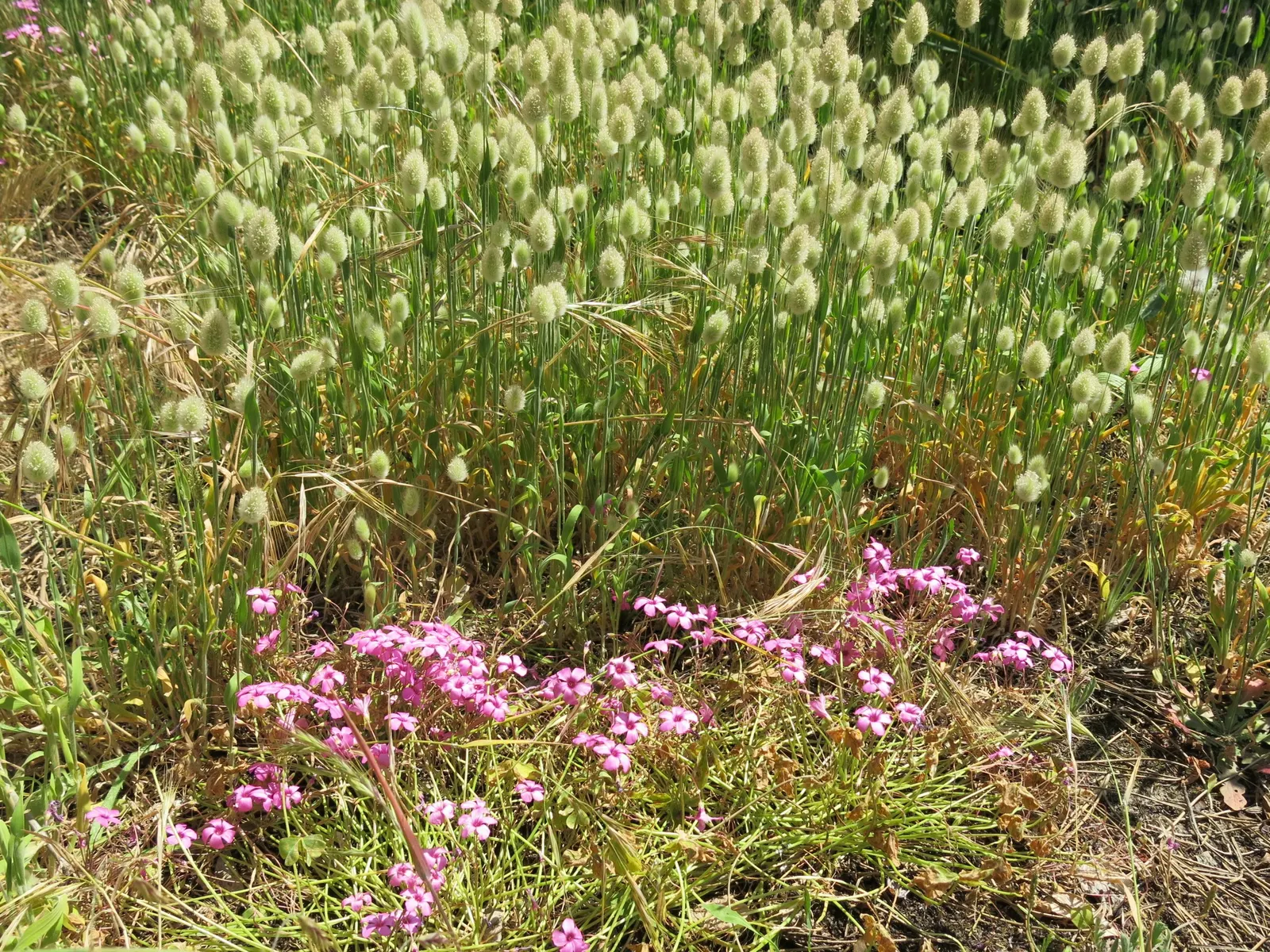 Bunny Tails (Lagurus Ovatus) — commonly known as Bunny Tails; this annual grows to a petite height of 12-24 inches with a similar spread, image 59