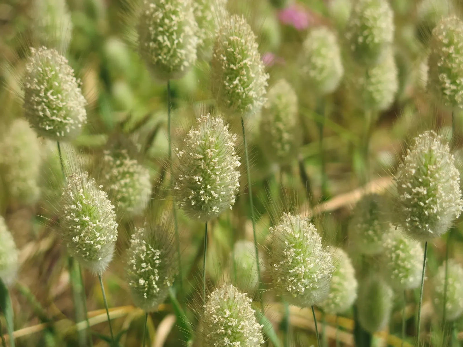 Bunny Tails (Lagurus Ovatus) — When designing a garden landscape; commonly known as Bunny Tails