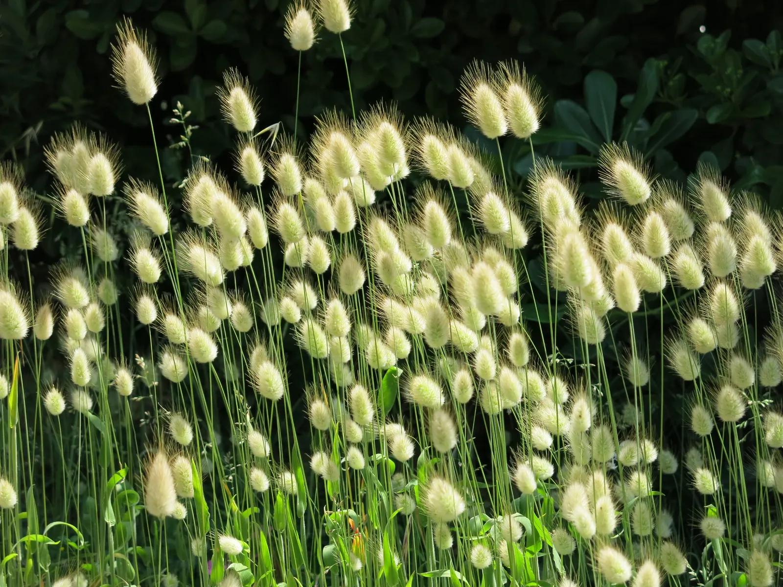 Bunny Tails (Lagurus Ovatus) — or as a textural accent in bouquets; and their unique texture and form capture the interest of onlookers