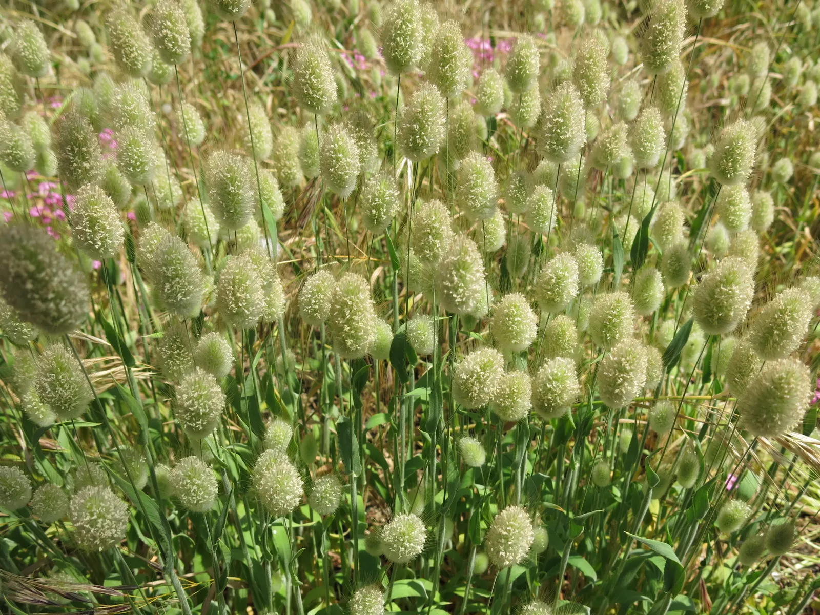 Bunny Tails (Lagurus Ovatus) — These seed heads are borne atop slender; it displays good drought tolerance