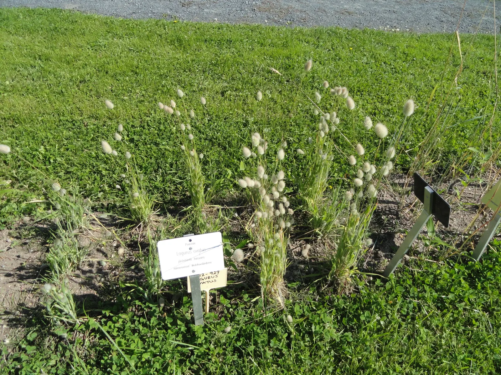 Bunny Tails (Lagurus Ovatus) — rabbit tail-like inflorescences