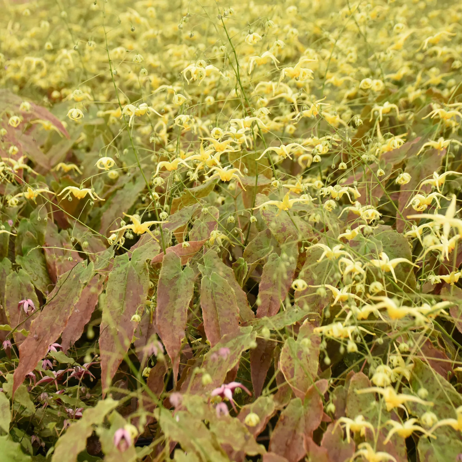 'Woodland Elf' Barrenwort (Epimedium hybrid) — It matures to about 18 inches tall and 18-24 inches wide, forming a refined filler or groundcover