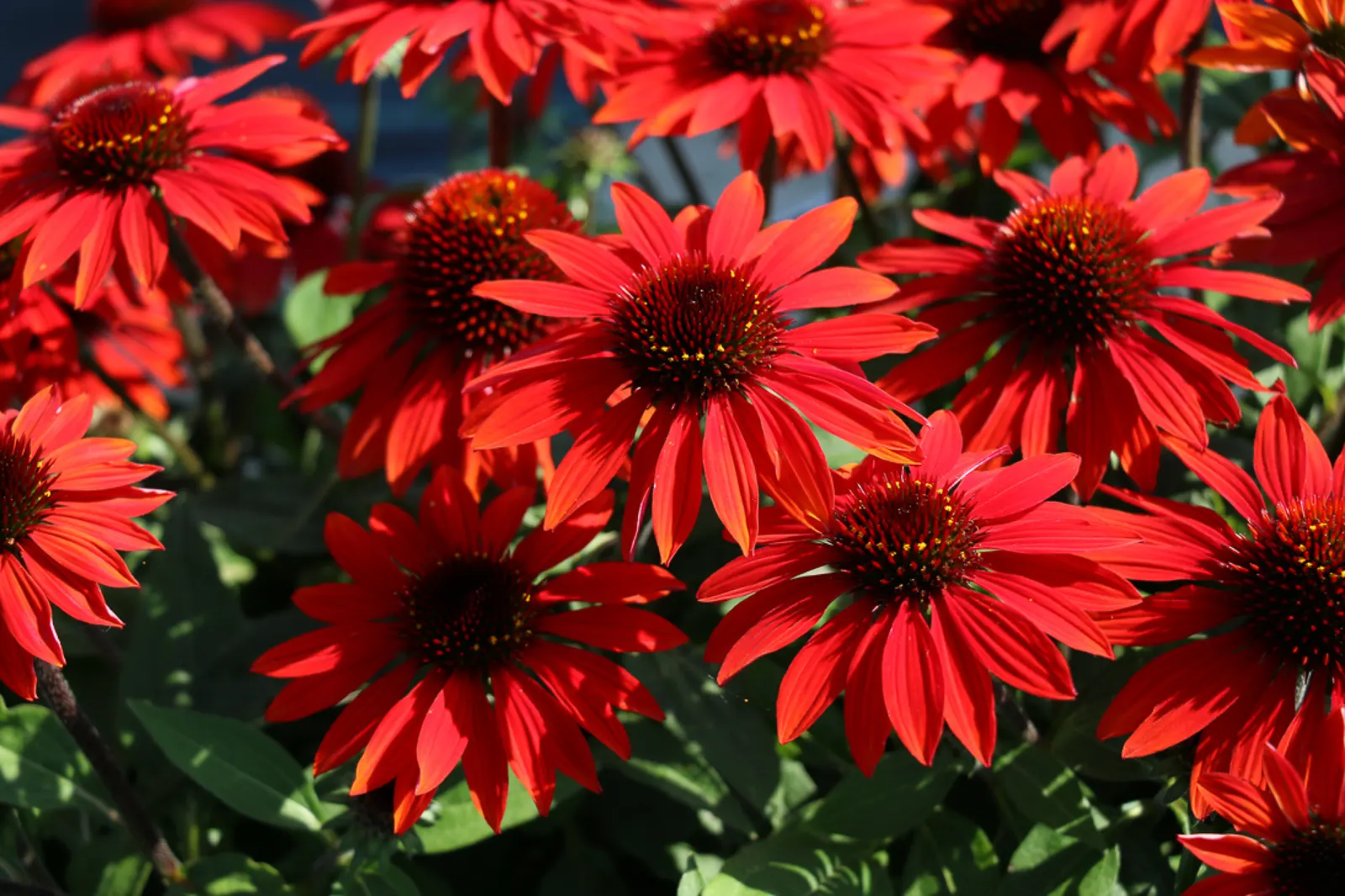 Sombrero® Sangrita (Echinacea hybrid) — The Echinacea 'Sombrero Sangrita'