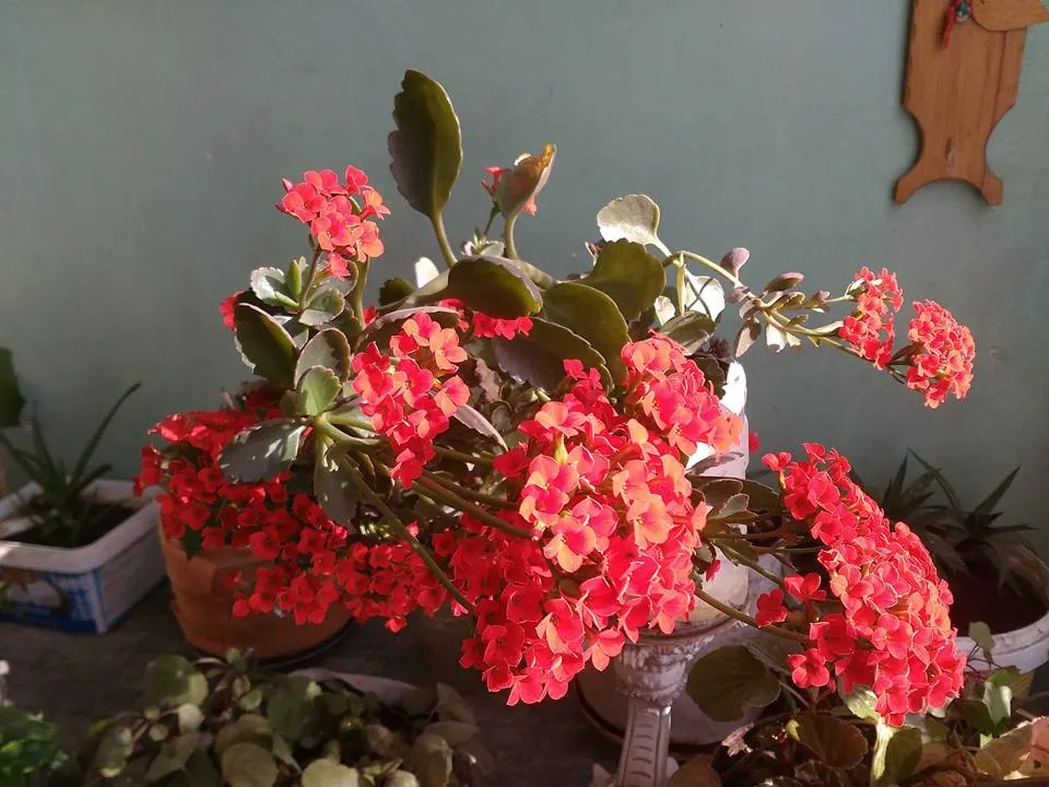 Kalanchoe (Kalanchoe Blossfeldiana) — each bloom measuring up to an inch across; its ease of care and colorful disposition are sure to make it a, image 75