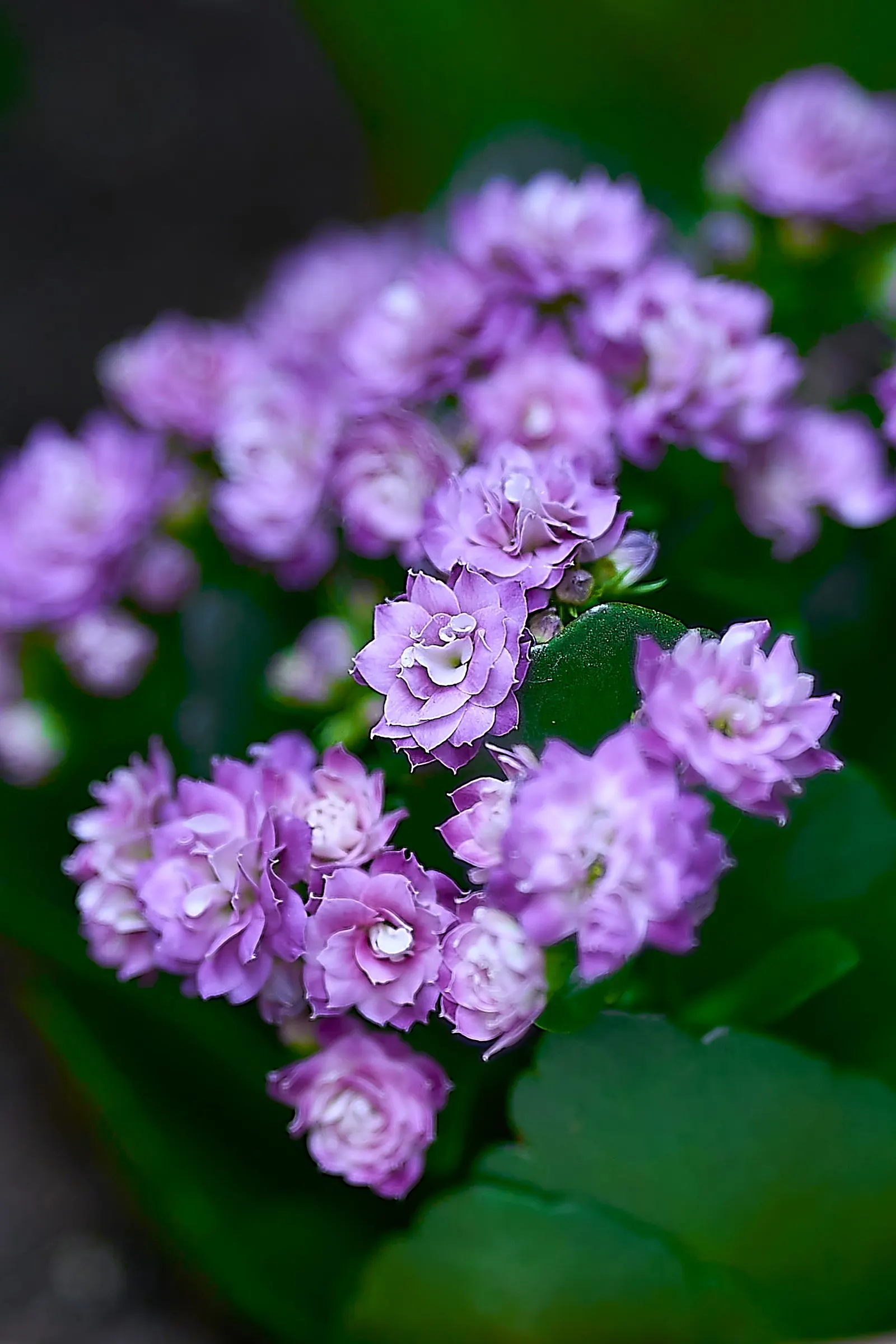 Kalanchoe (Kalanchoe Blossfeldiana) — Optimal in Zones 10-12, it thrives in well-drained soil and full to partial sunlight