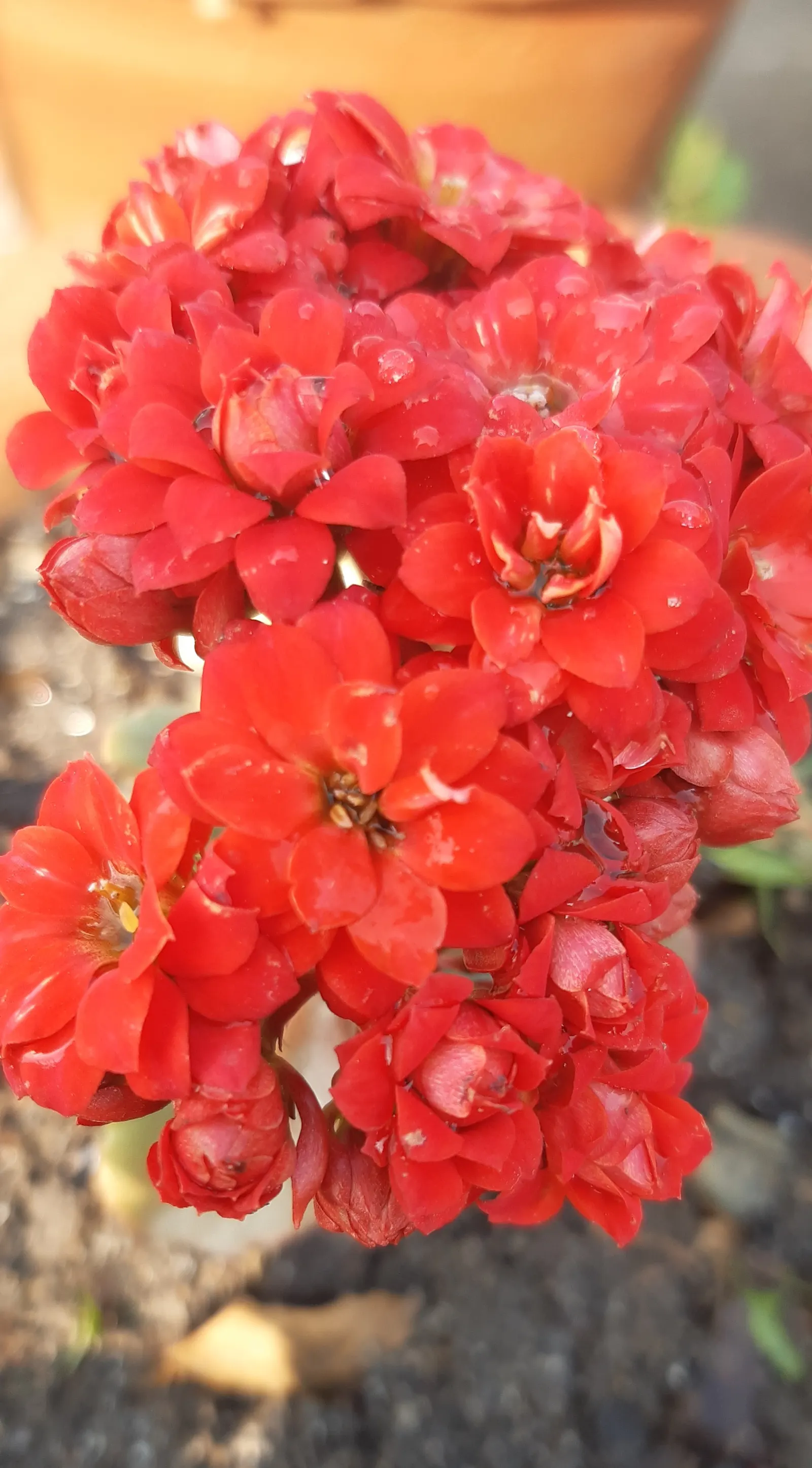 Kalanchoe (Kalanchoe Blossfeldiana) — Minimal watering is required, image 46