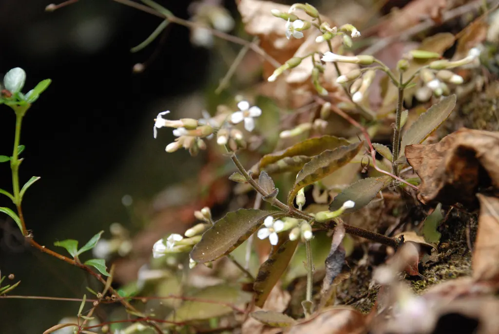 Kalanchoe (Kalanchoe Blossfeldiana) — consider it for border accents