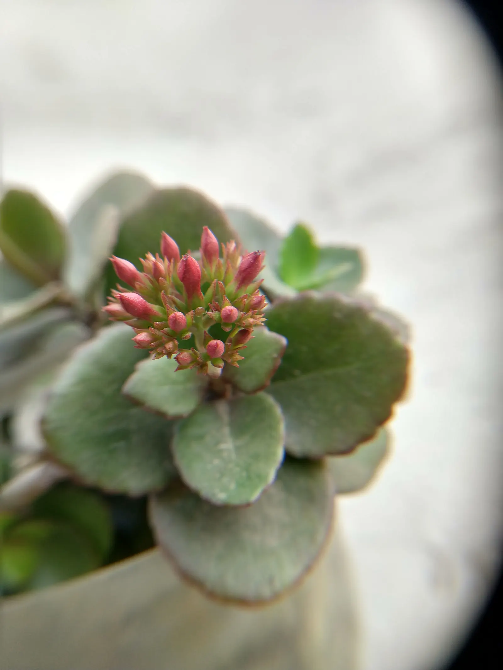 Kalanchoe (Kalanchoe Blossfeldiana) — Deadheading promotes longevity of the bloom period; often with scalloped edges, image 47