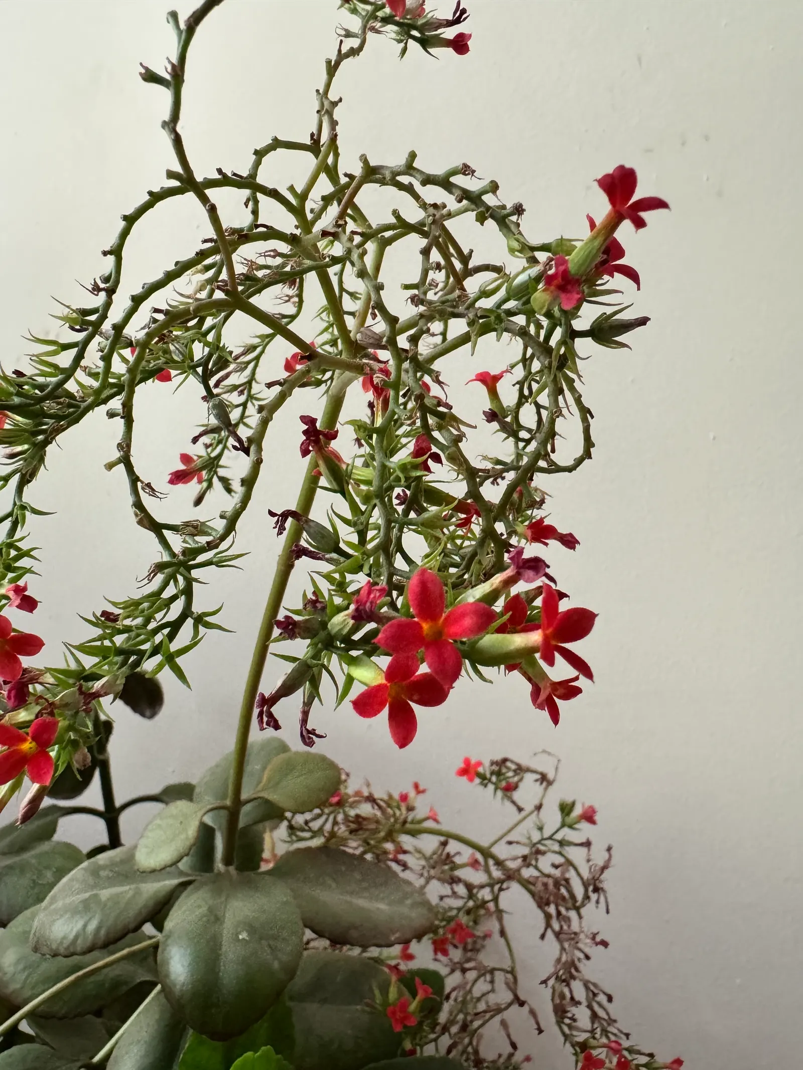 Kalanchoe (Kalanchoe Blossfeldiana) — This plant typically reaches a modest height of 6 to 18 inches with a similar spread; its ease of care and, image 177