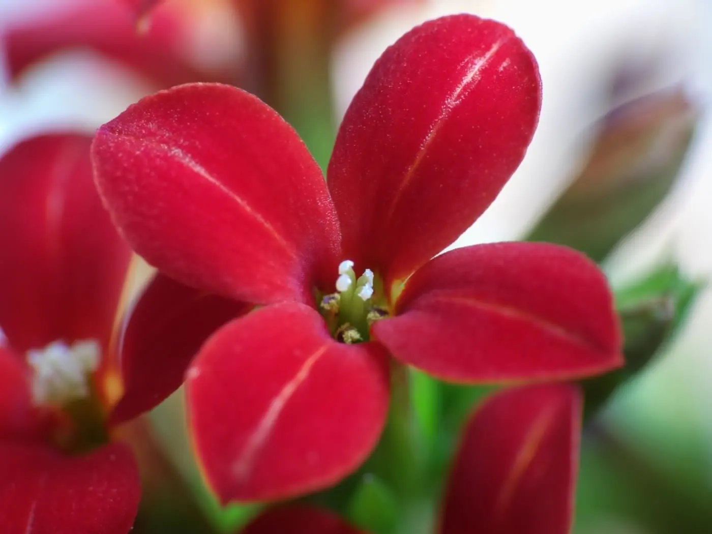 Kalanchoe (Kalanchoe Blossfeldiana) — Deadheading promotes longevity of the bloom period