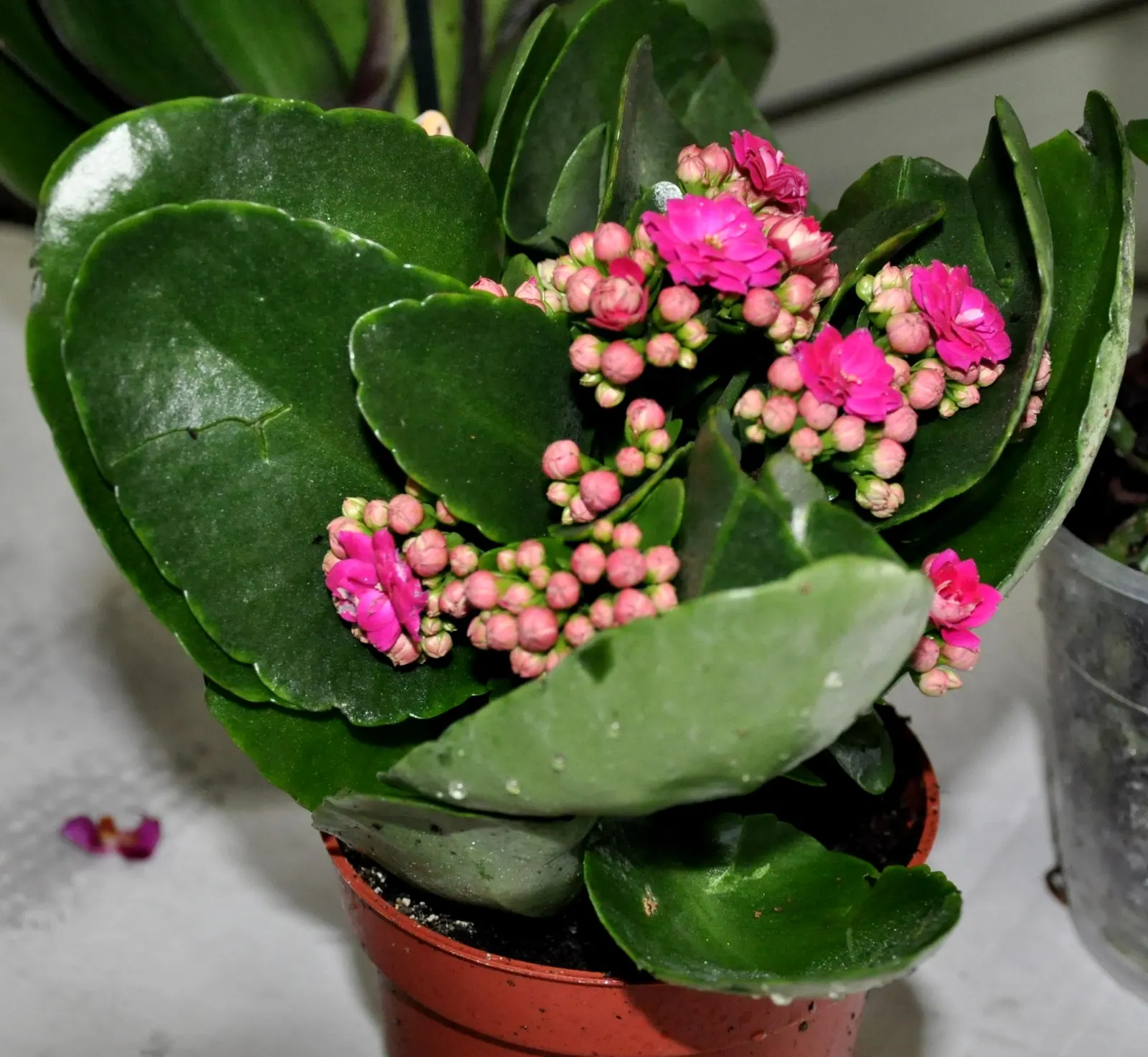 Kalanchoe (Kalanchoe Blossfeldiana) — making it an excellent choice for a low-maintenance pop of color in a garden design; minimal watering is, image 52