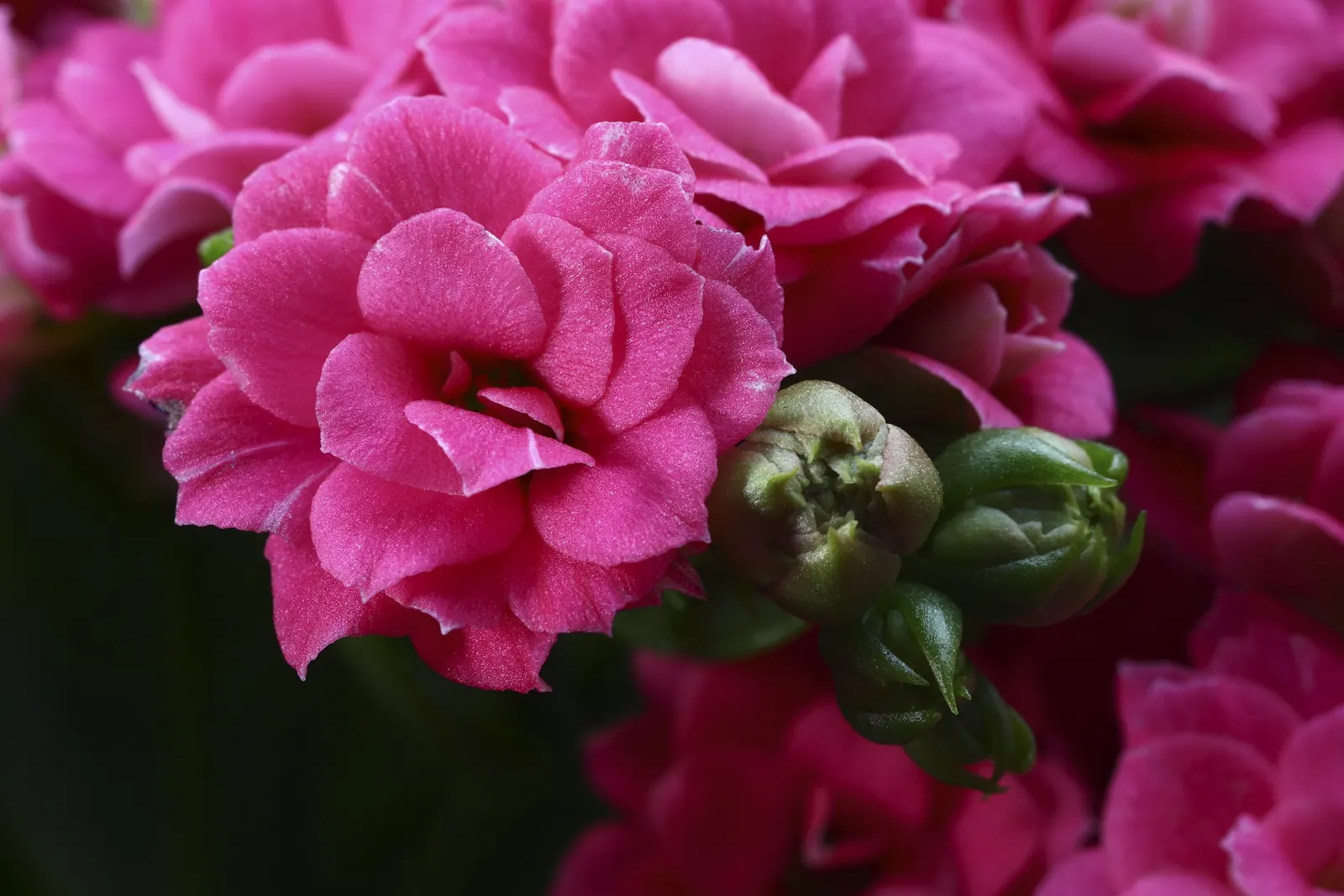 Kalanchoe (Kalanchoe Blossfeldiana) — commonly known as Kalanchoe or Flaming Katy; minimal watering is required, image 112