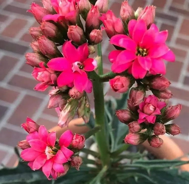 Kalanchoe (Kalanchoe Blossfeldiana) — red flowers in the garden; minimal watering is required, image 82