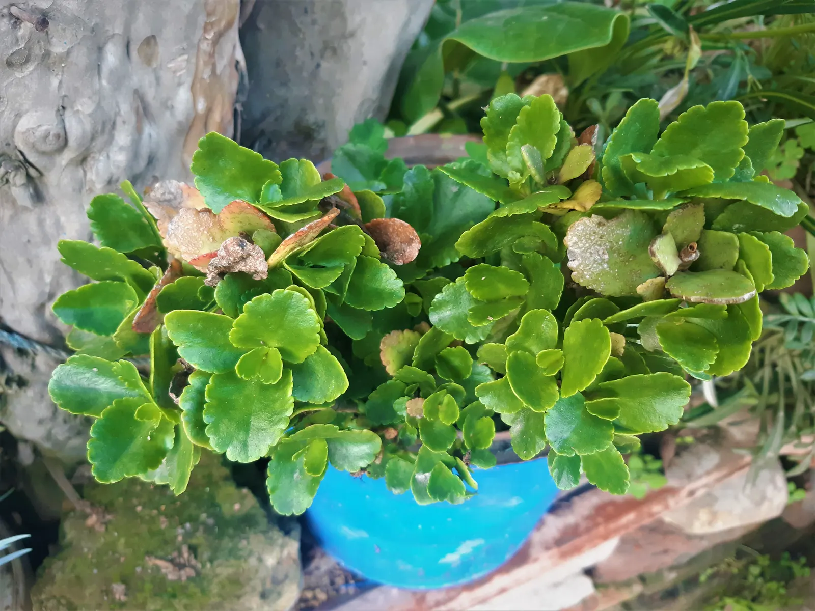 Kalanchoe (Kalanchoe Blossfeldiana) — or as a splash of color in rock gardens
