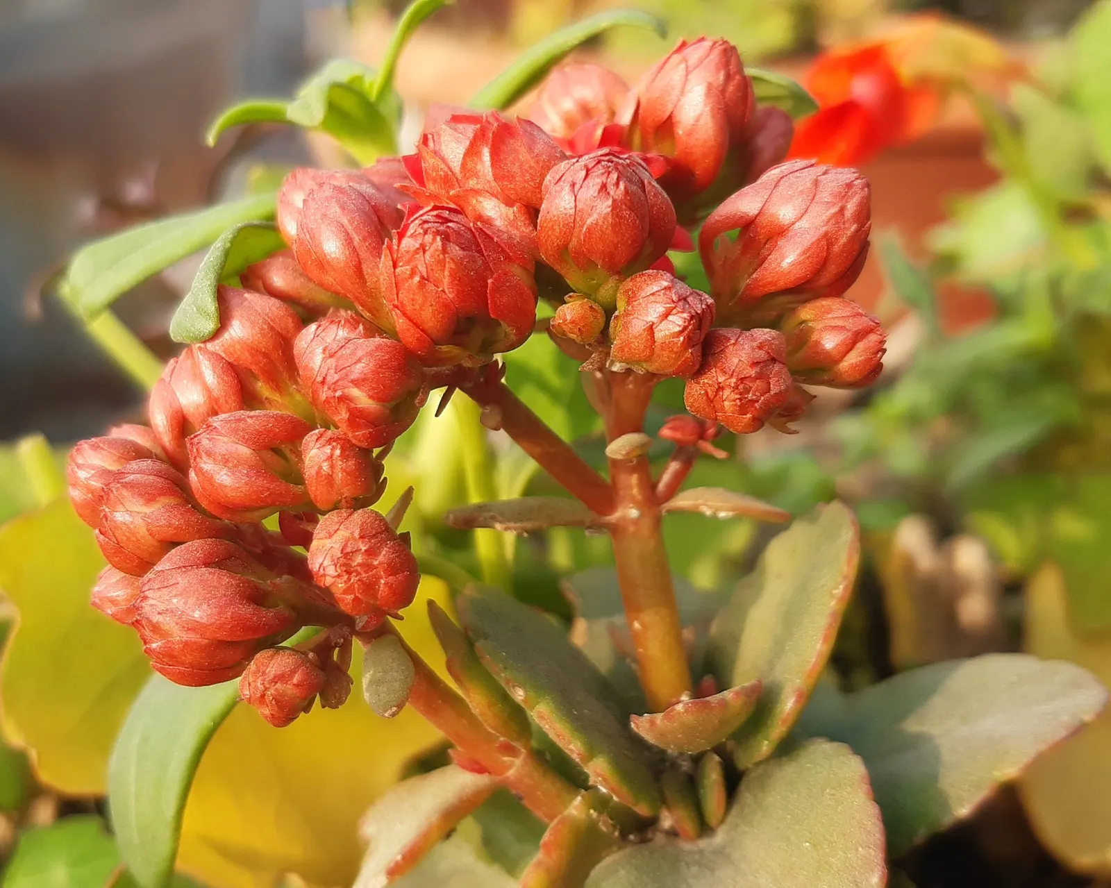 Kalanchoe (Kalanchoe Blossfeldiana) — This succulent enjoys bright; its ease of care and colorful disposition are sure to make it a charming asset, image 99