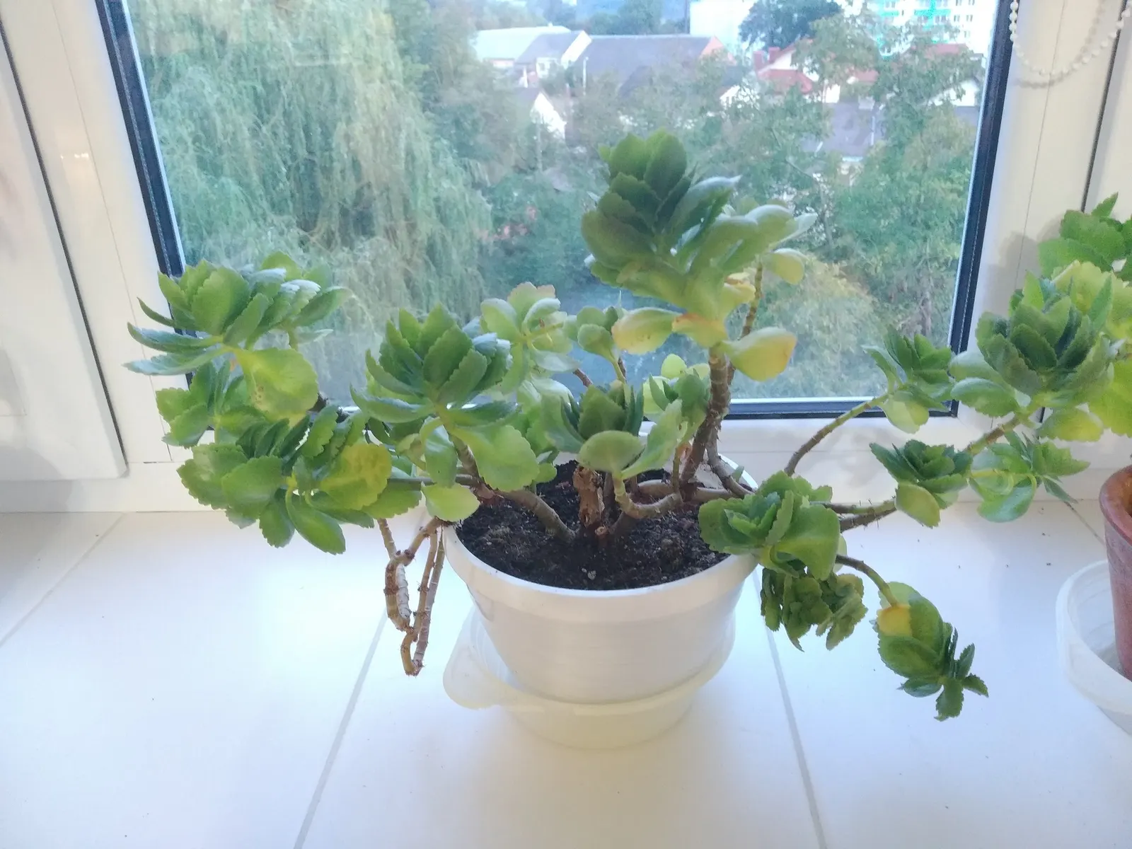 Kalanchoe (Kalanchoe Blossfeldiana) — Add for year-round interest or as a seasonal color pop; its ease of care and colorful disposition are sure to, image 174