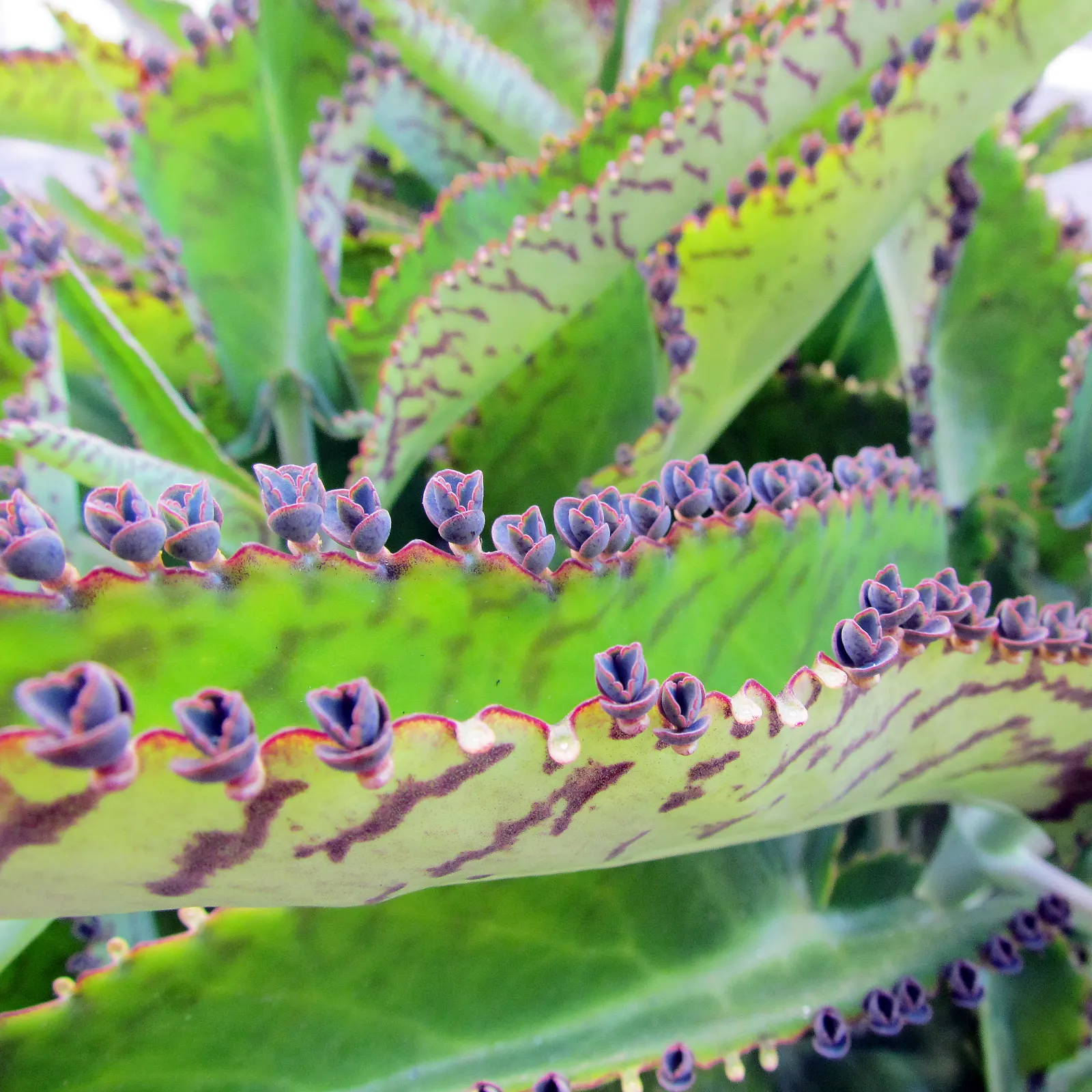 Kalanchoe (Kalanchoe Blossfeldiana) — consider it for border accents; minimal watering is required, image 79