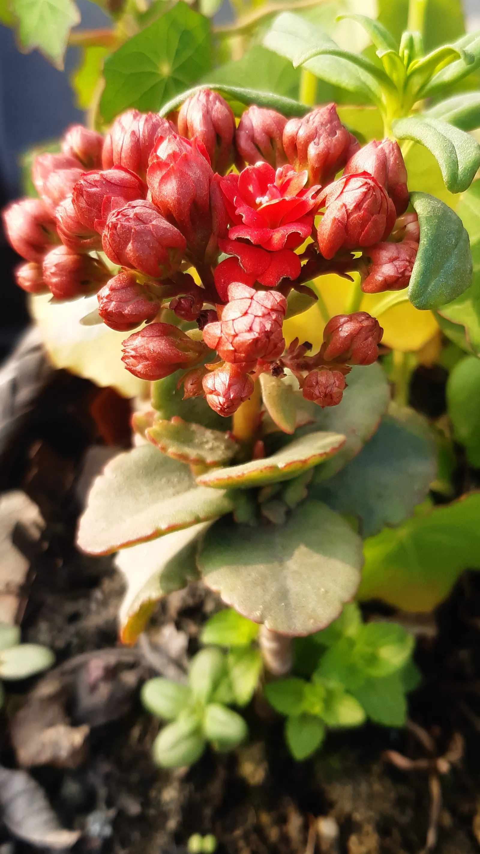 Kalanchoe (Kalanchoe Blossfeldiana) — Its ease of care and colorful disposition are sure to make it a charming asset to any client's garden, image 123