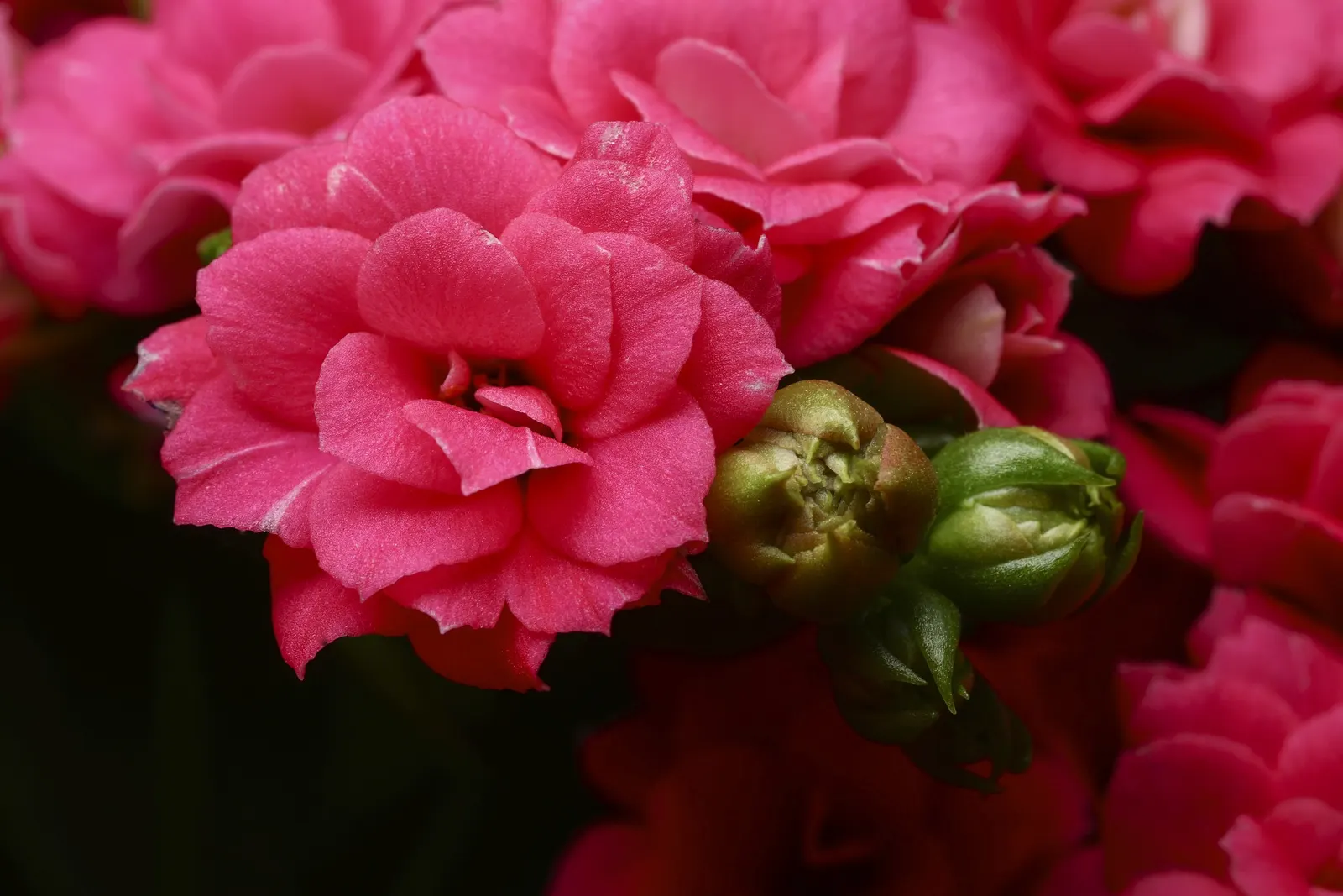 Kalanchoe (Kalanchoe Blossfeldiana) — Its ease of care and colorful disposition are sure to make it a charming asset to any client's garden, image 165