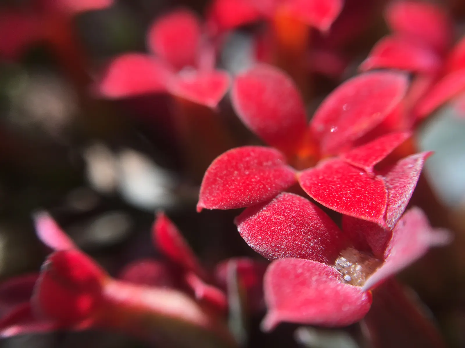 Kalanchoe (Kalanchoe Blossfeldiana) — a common issue in wet conditions; often with scalloped edges, image 77