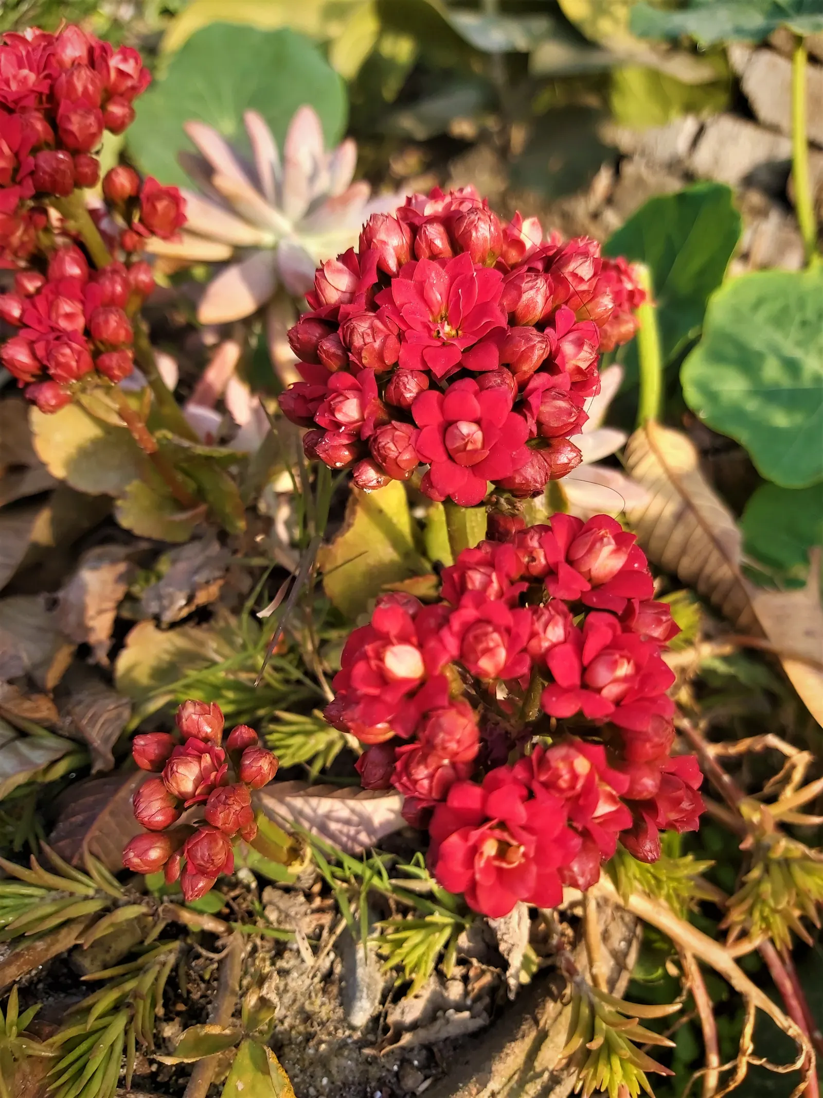 Kalanchoe (Kalanchoe Blossfeldiana) — red flowers in the garden; minimal watering is required, image 61