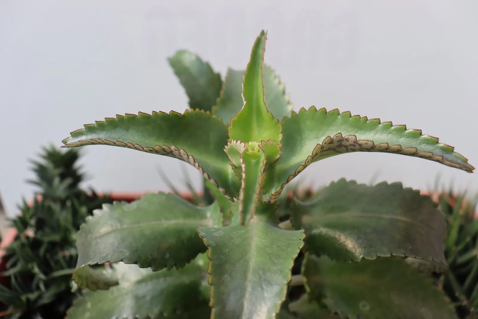 Kalanchoe (Kalanchoe Blossfeldiana) — Add for year-round interest or as a seasonal color pop; its ease of care and colorful disposition are sure to, image 153