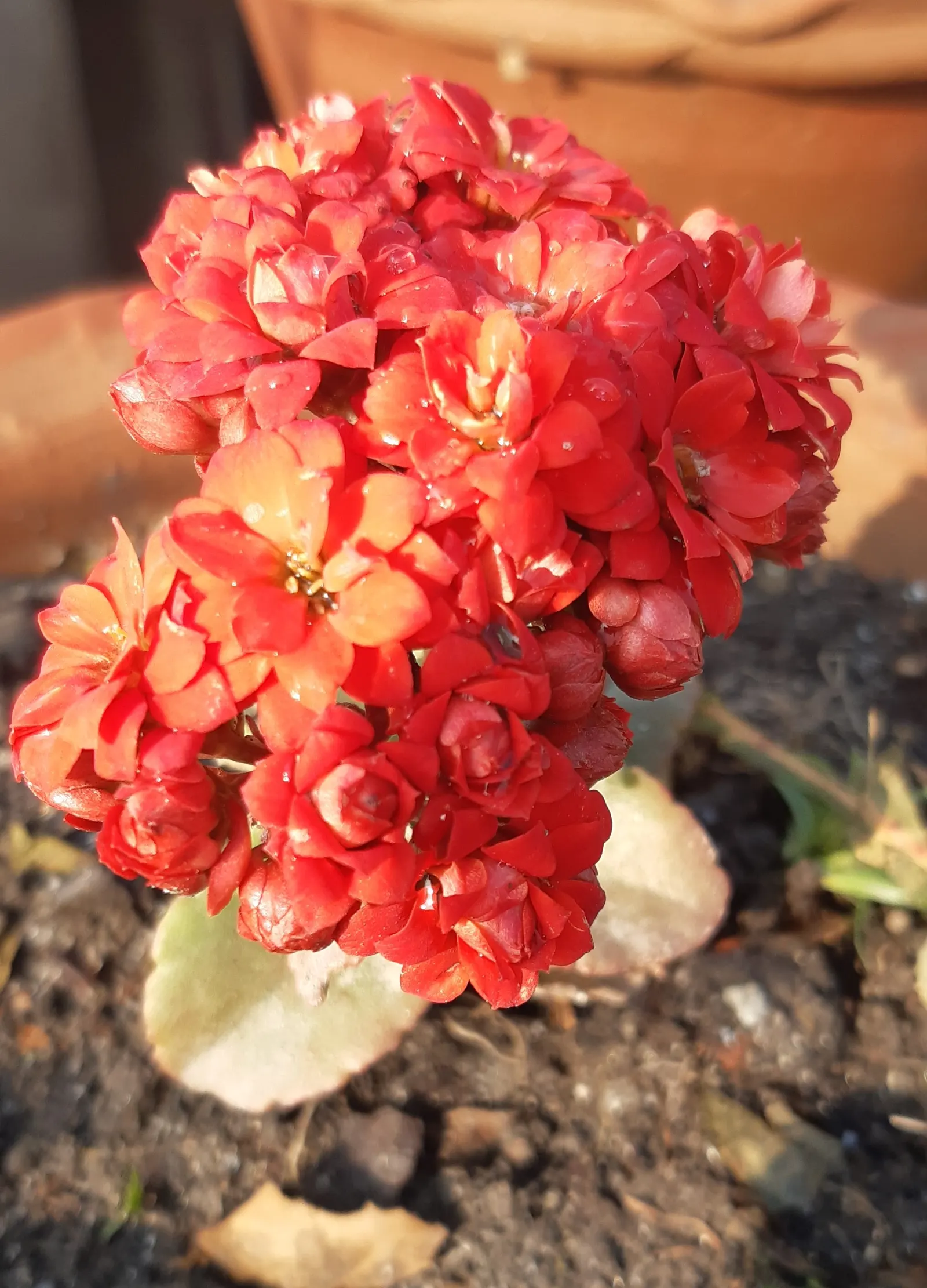 Kalanchoe (Kalanchoe Blossfeldiana) — perennial for full or half; its ease of care and colorful disposition are sure to make it a charming asset to, image 147