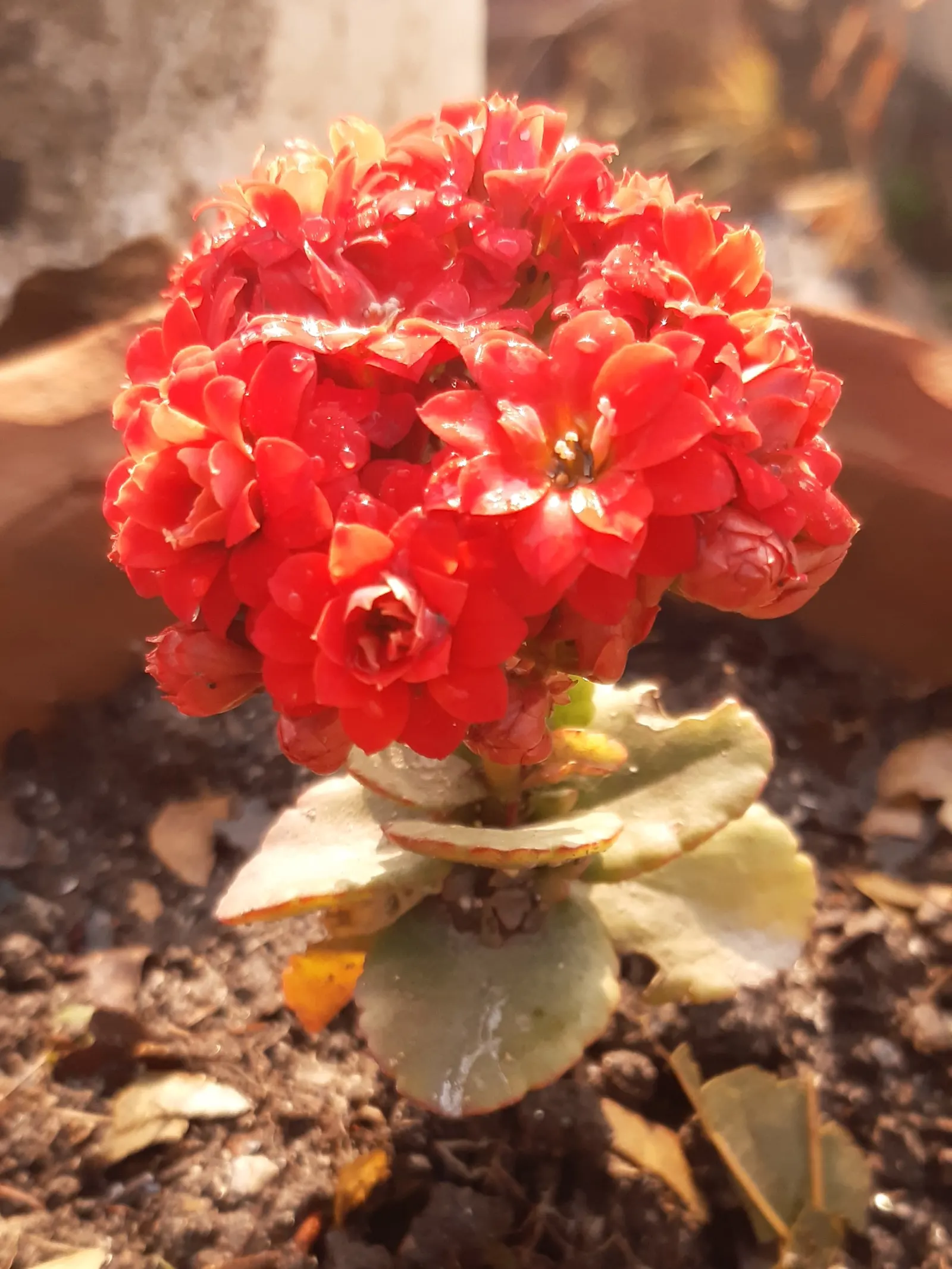 Kalanchoe (Kalanchoe Blossfeldiana) — Deadheading promotes longevity of the bloom period; often with scalloped edges, image 173