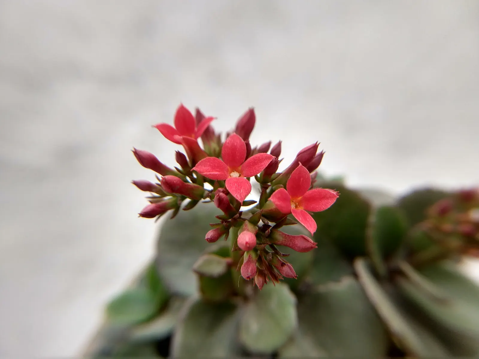 Kalanchoe (Kalanchoe Blossfeldiana) — Optimal in Zones 10-12, it thrives in well-drained soil and full to partial sunlight; often with scalloped, image 44