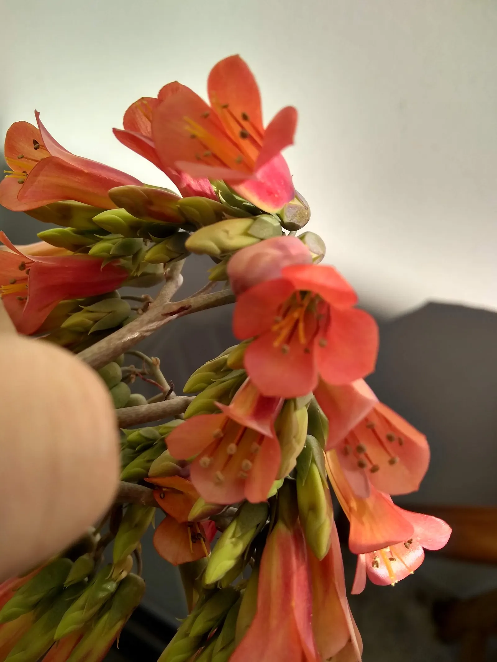 Kalanchoe (Kalanchoe Blossfeldiana) — This plant typically reaches a modest height of 6 to 18 inches with a similar spread
