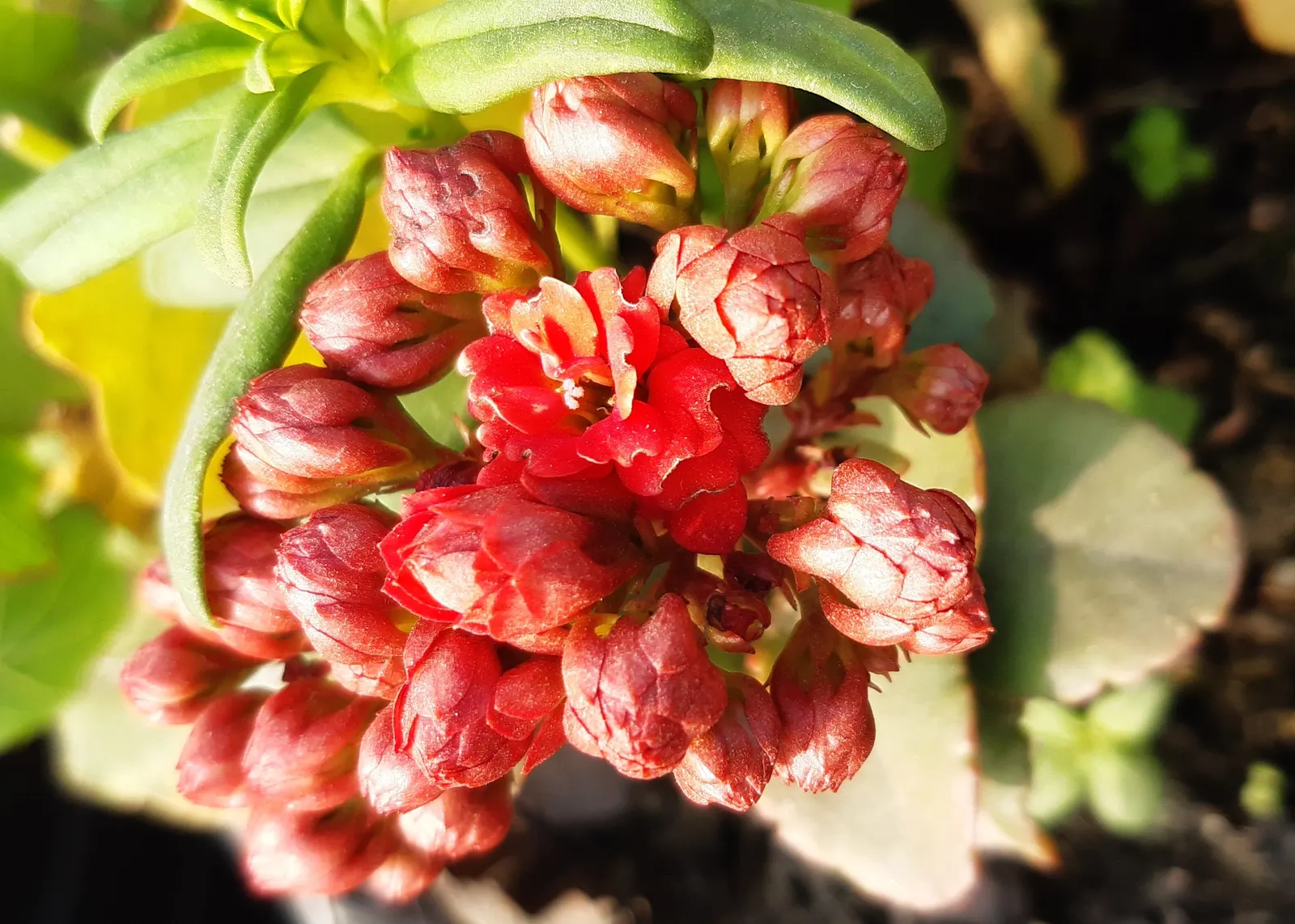 Kalanchoe (Kalanchoe Blossfeldiana) — This plant typically reaches a modest height of 6 to 18 inches with a similar spread; its ease of care and, image 51
