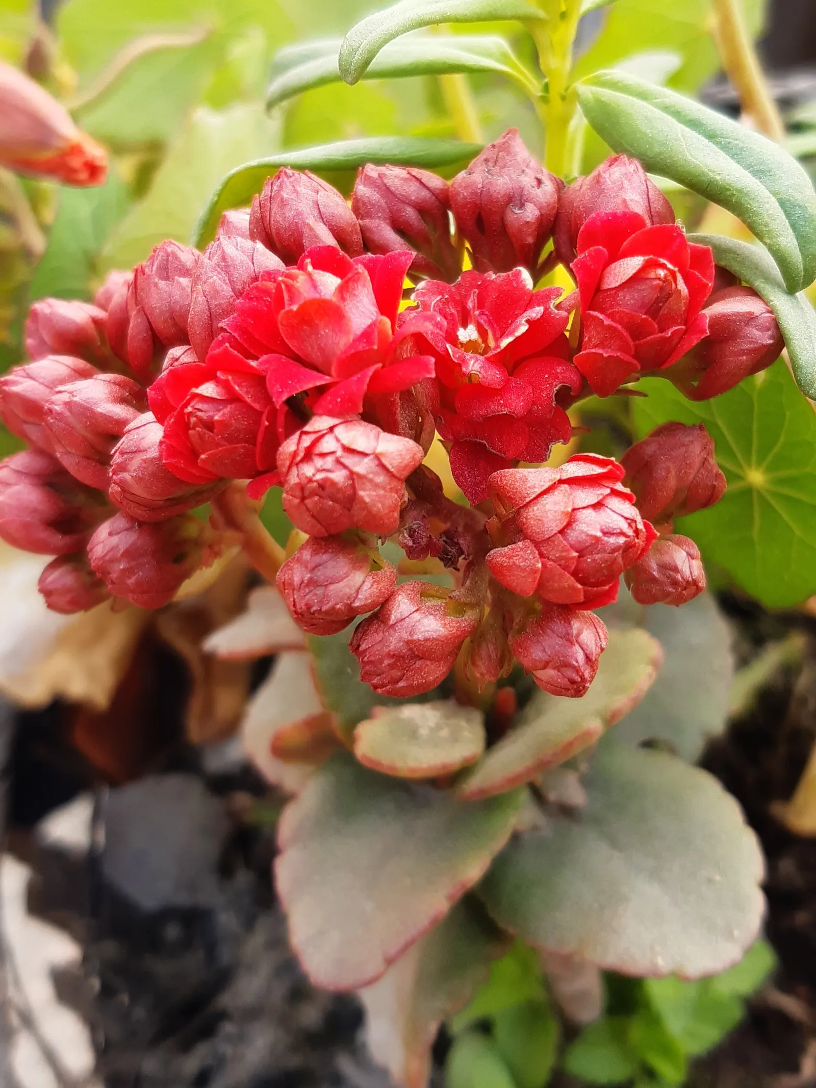 Kalanchoe (Kalanchoe Blossfeldiana) — red flowers in the garden; minimal watering is required, image 166