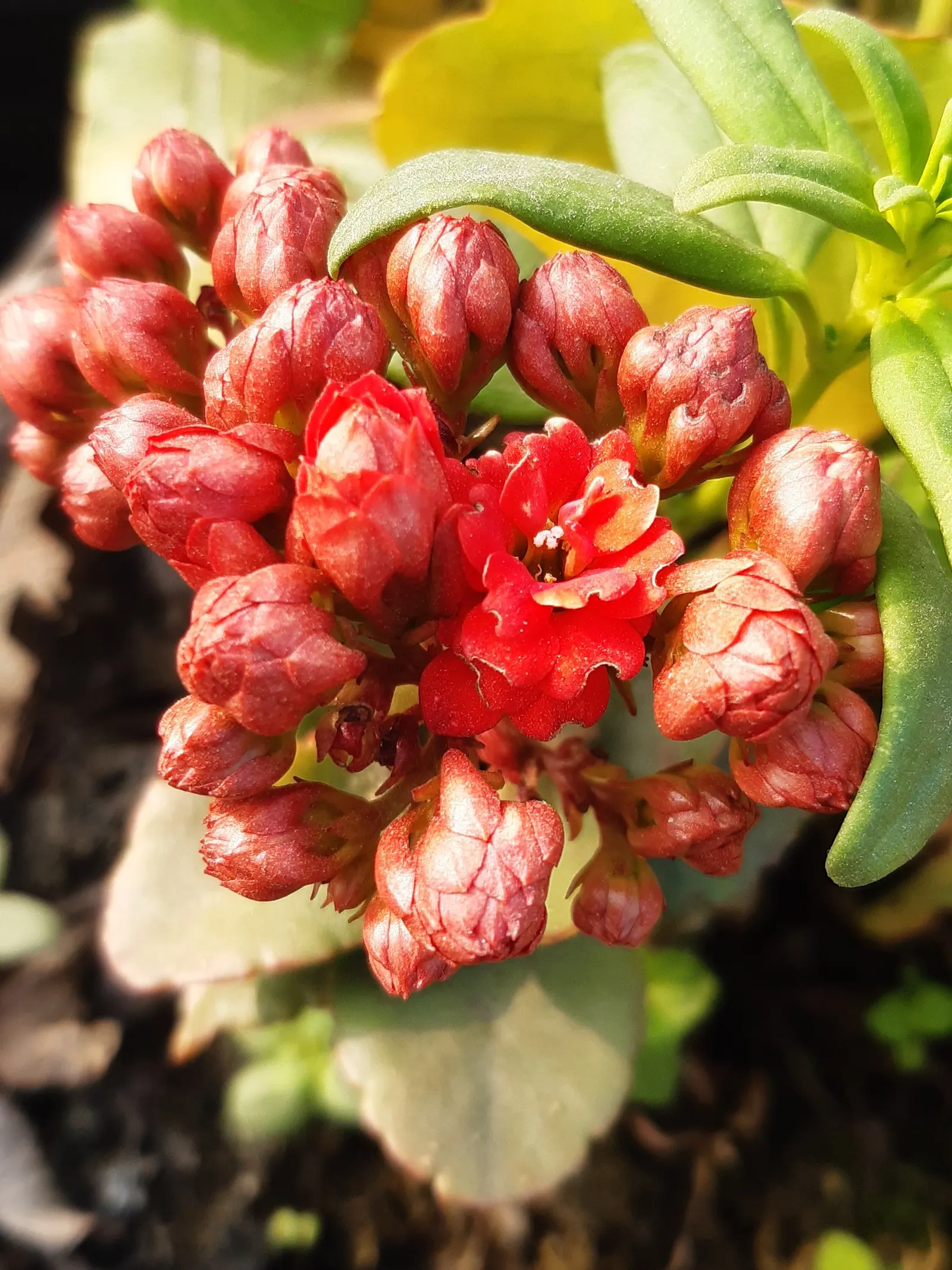 Kalanchoe (Kalanchoe Blossfeldiana) — Add for year-round interest or as a seasonal color pop; its ease of care and colorful disposition are sure to, image 90
