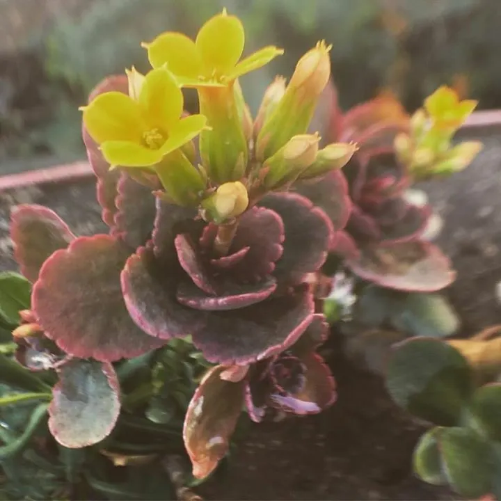 Kalanchoe (Kalanchoe Blossfeldiana) — often with scalloped edges, image 158