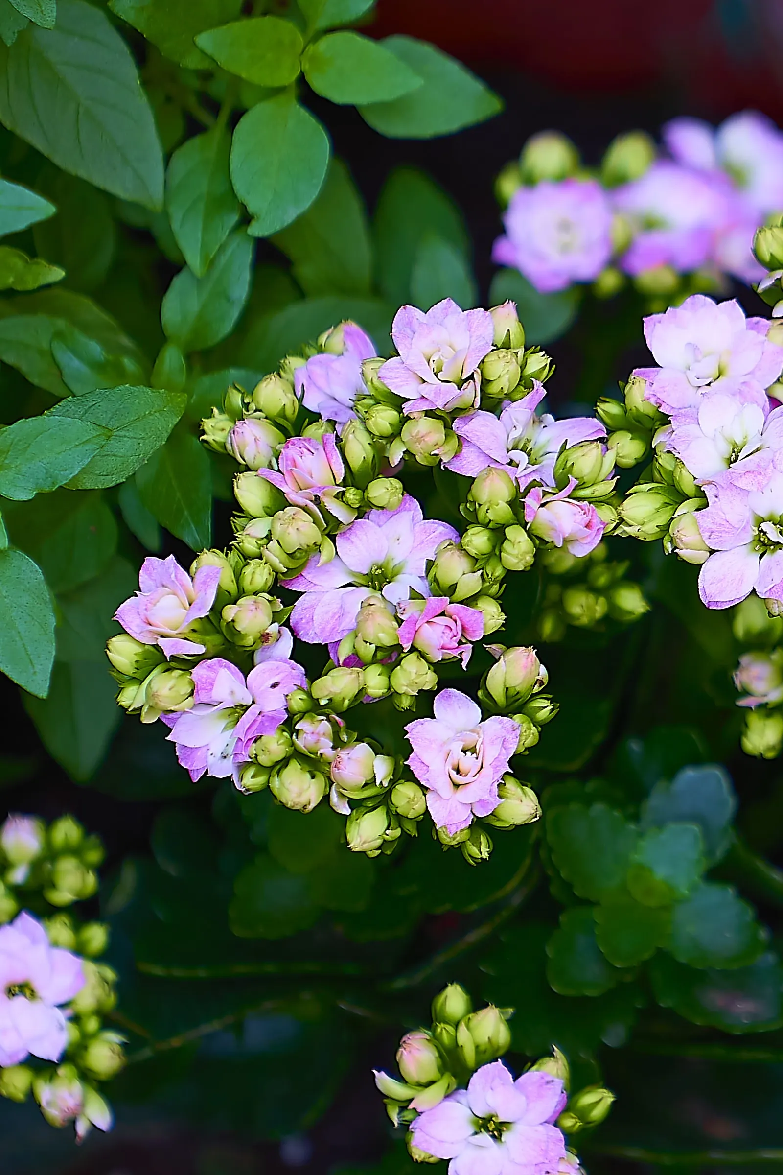 Kalanchoe (Kalanchoe Blossfeldiana) — Deadheading promotes longevity of the bloom period; often with scalloped edges, image 110