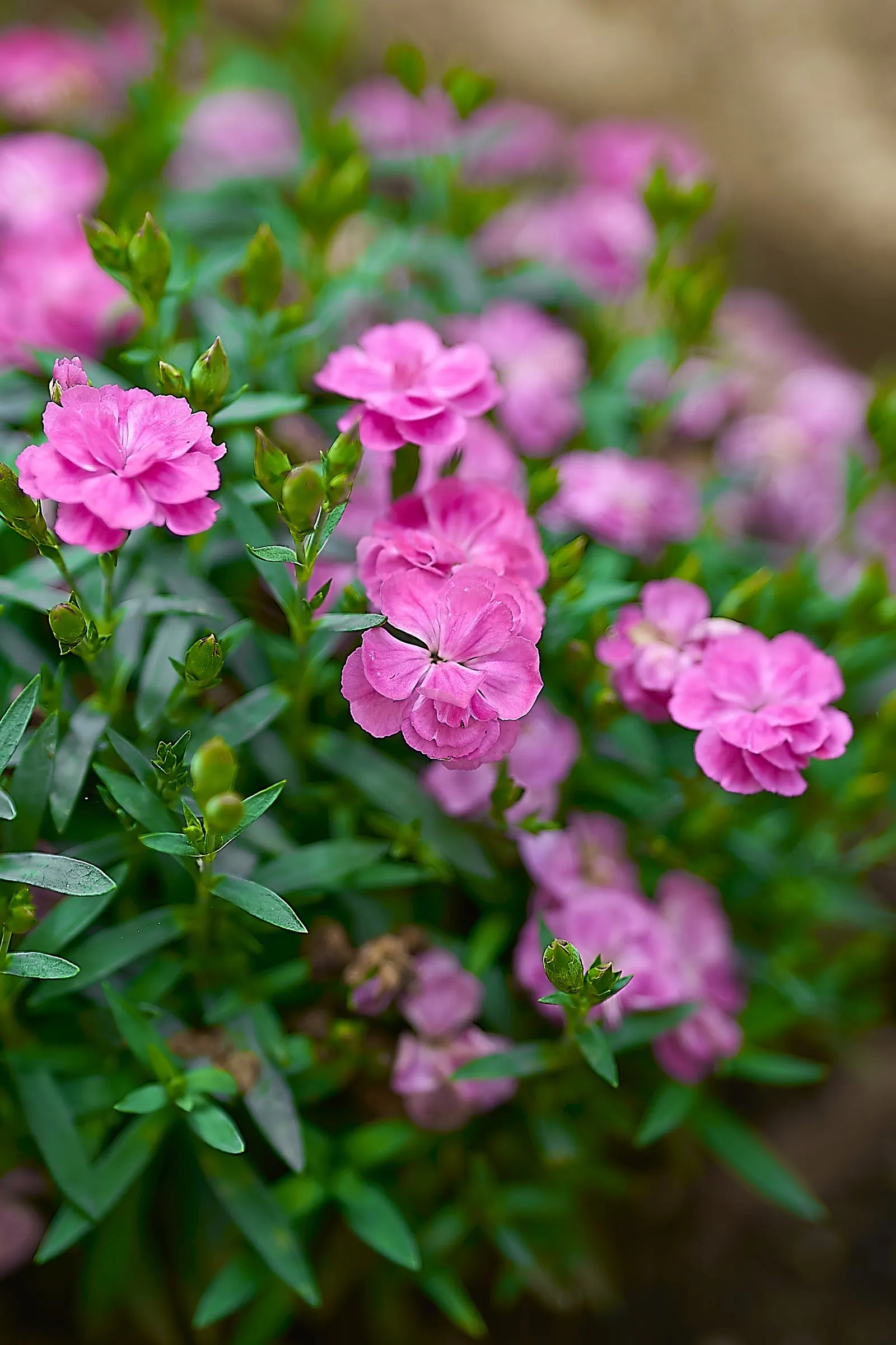 Kalanchoe (Kalanchoe Blossfeldiana) — Optimal in Zones 10-12, it thrives in well-drained soil and full to partial sunlight; often with scalloped, image 65