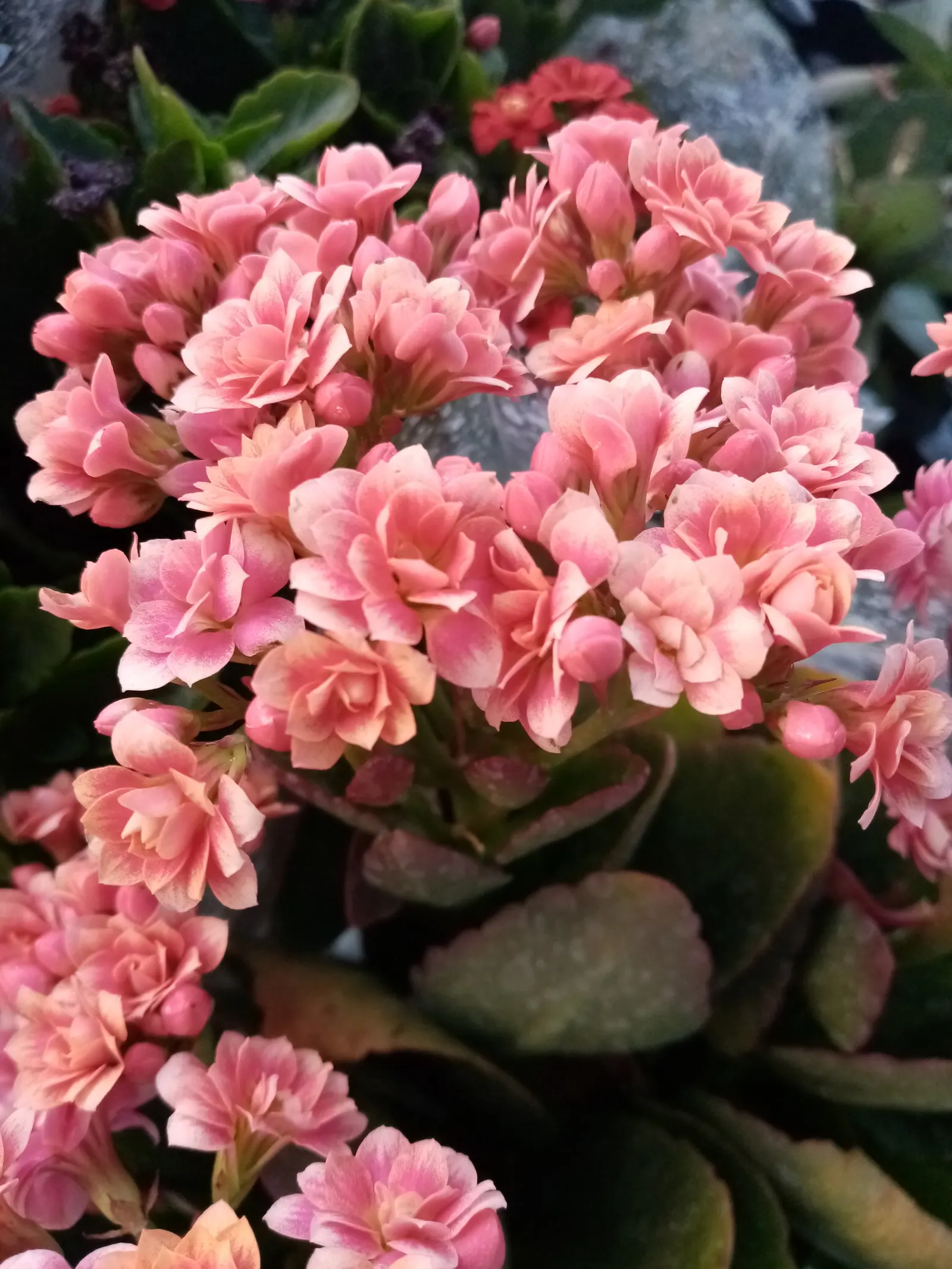 Kalanchoe (Kalanchoe Blossfeldiana) — perennial with red blooms; often with scalloped edges, image 146