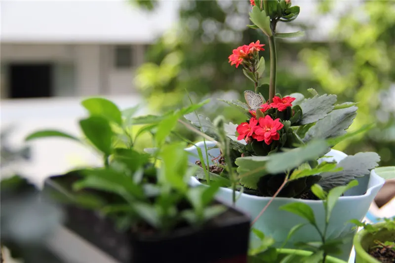 Kalanchoe (Kalanchoe Blossfeldiana) — or as a splash of color in rock gardens; often with scalloped edges, image 122