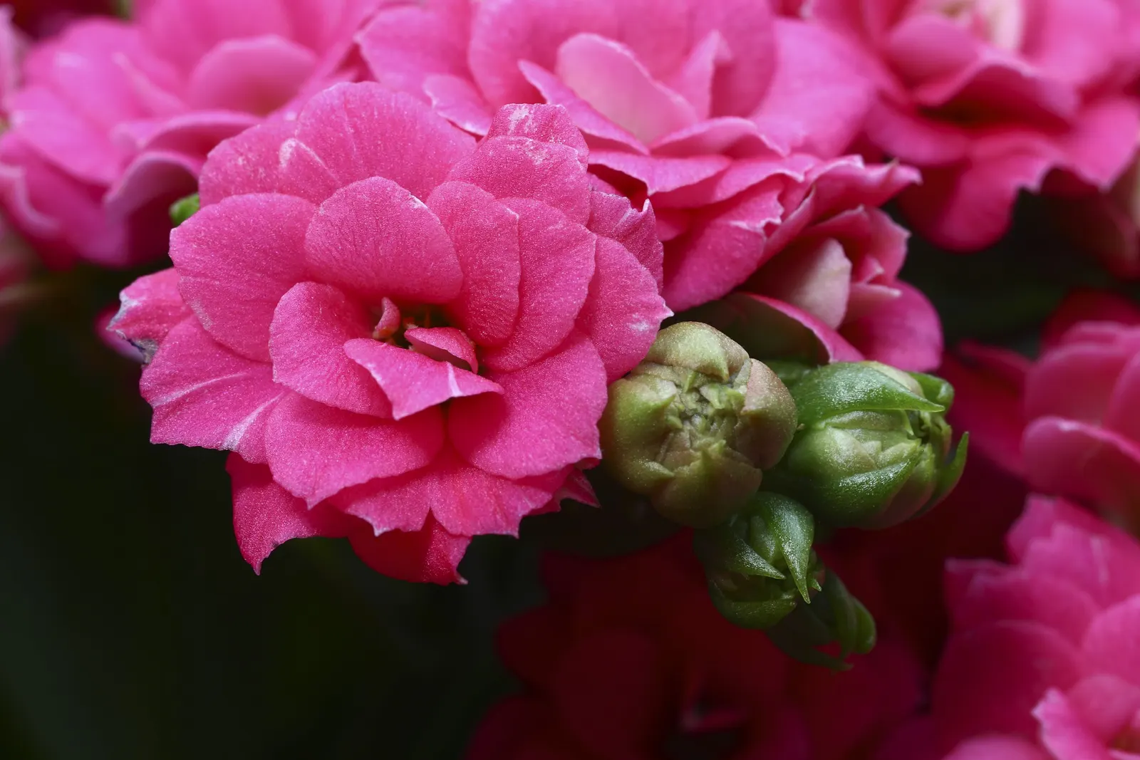 Kalanchoe (Kalanchoe Blossfeldiana) — These blossoms can appear throughout the year but are most prolific during late winter to spring; minimal, image 139
