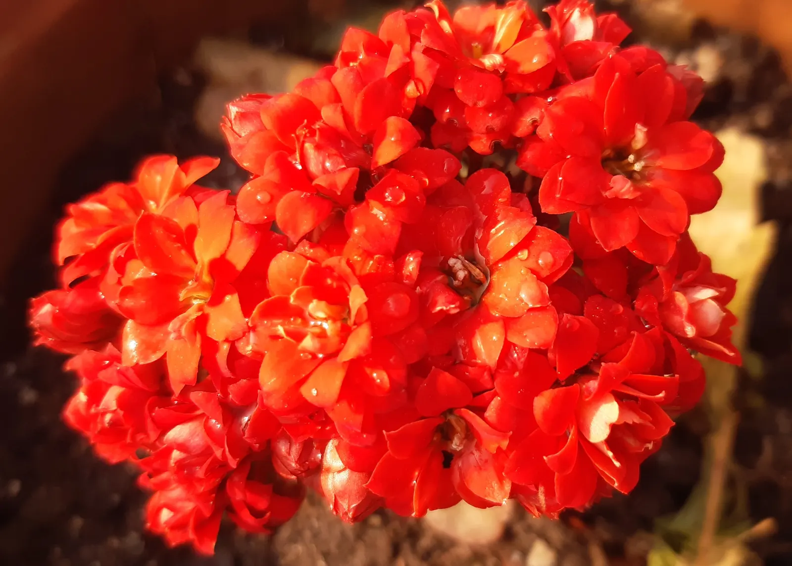 Kalanchoe (Kalanchoe Blossfeldiana) — Deadheading promotes longevity of the bloom period; often with scalloped edges, image 68