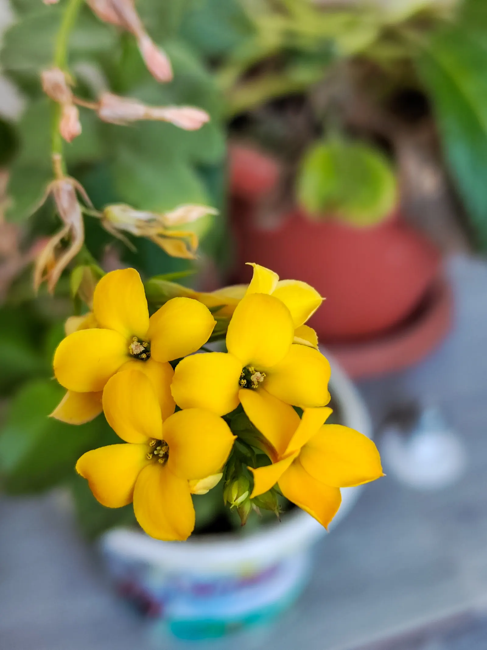 Kalanchoe (Kalanchoe Blossfeldiana) — Typically 6-18 inches tall with a spread of 6-12 inches, it is suitable for container gardening