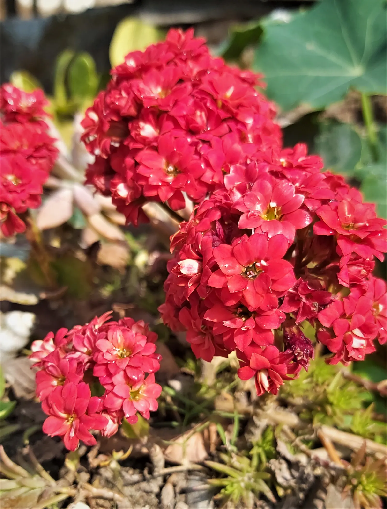 Kalanchoe (Kalanchoe Blossfeldiana) — each bloom measuring up to an inch across; its ease of care and colorful disposition are sure to make it a, image 117