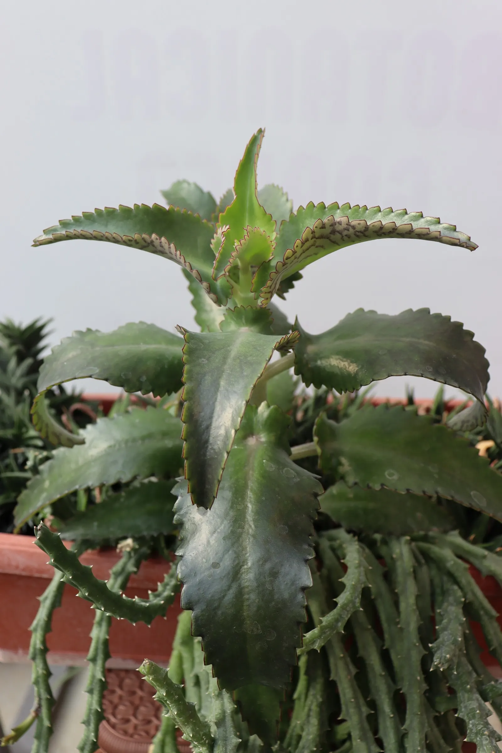 Kalanchoe (Kalanchoe Blossfeldiana) — a common issue in wet conditions; often with scalloped edges, image 98