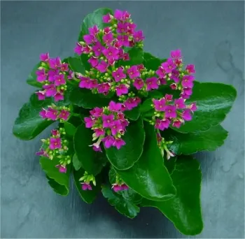 Kalanchoe (Kalanchoe Blossfeldiana) — perennial with red blooms; often with scalloped edges, image 125