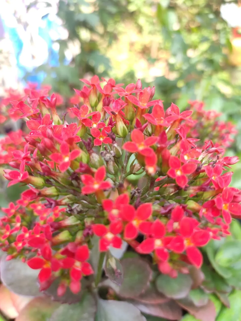 Kalanchoe (Kalanchoe Blossfeldiana) — often with scalloped edges, image 74