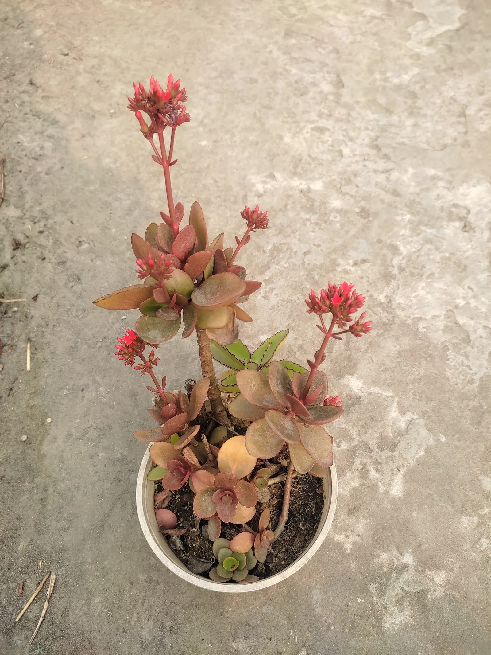 Kalanchoe (Kalanchoe Blossfeldiana) — This succulent enjoys bright; its ease of care and colorful disposition are sure to make it a charming asset, image 183