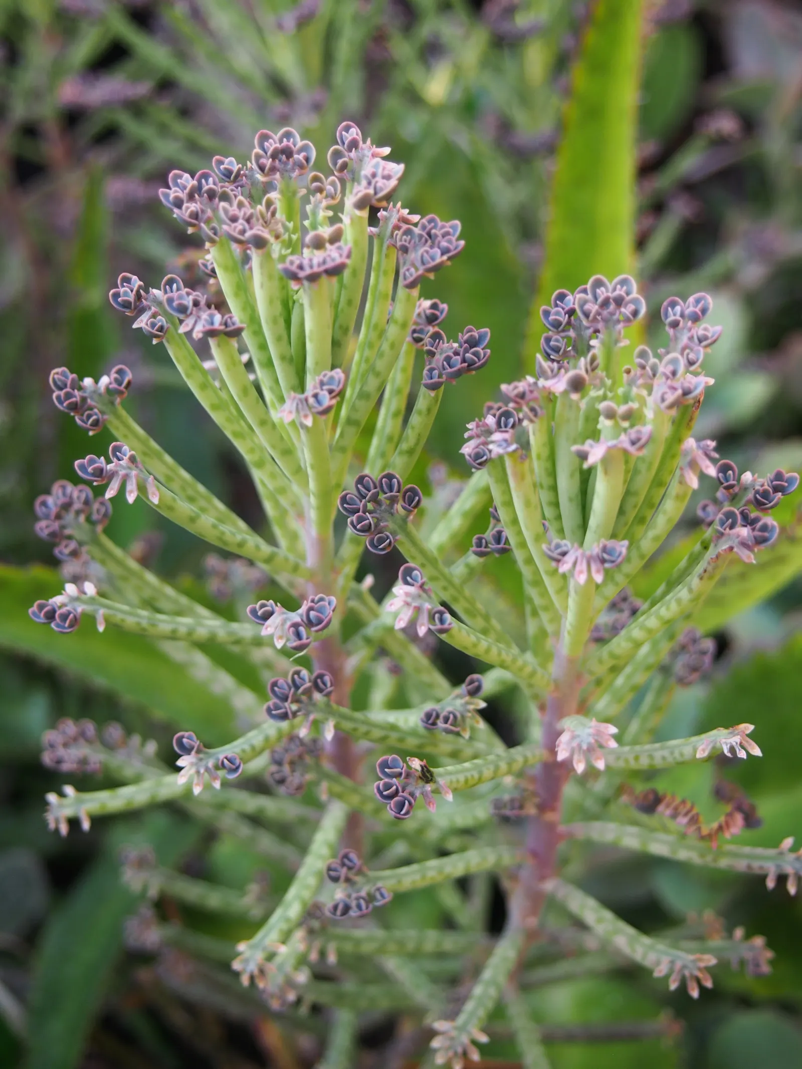 Kalanchoe (Kalanchoe Blossfeldiana) — each bloom measuring up to an inch across