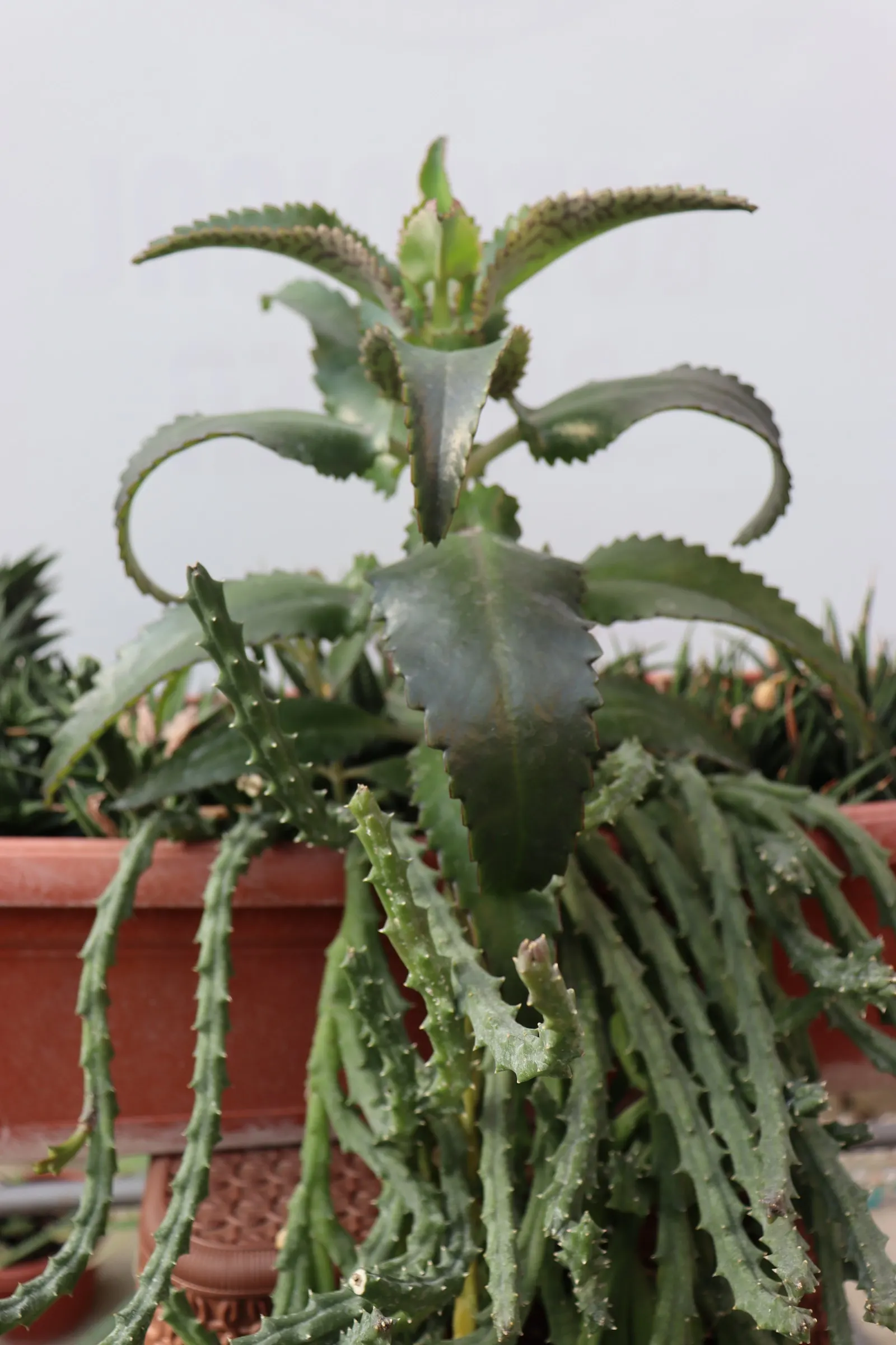 Kalanchoe (Kalanchoe Blossfeldiana) — These blossoms can appear throughout the year but are most prolific during late winter to spring; minimal, image 160