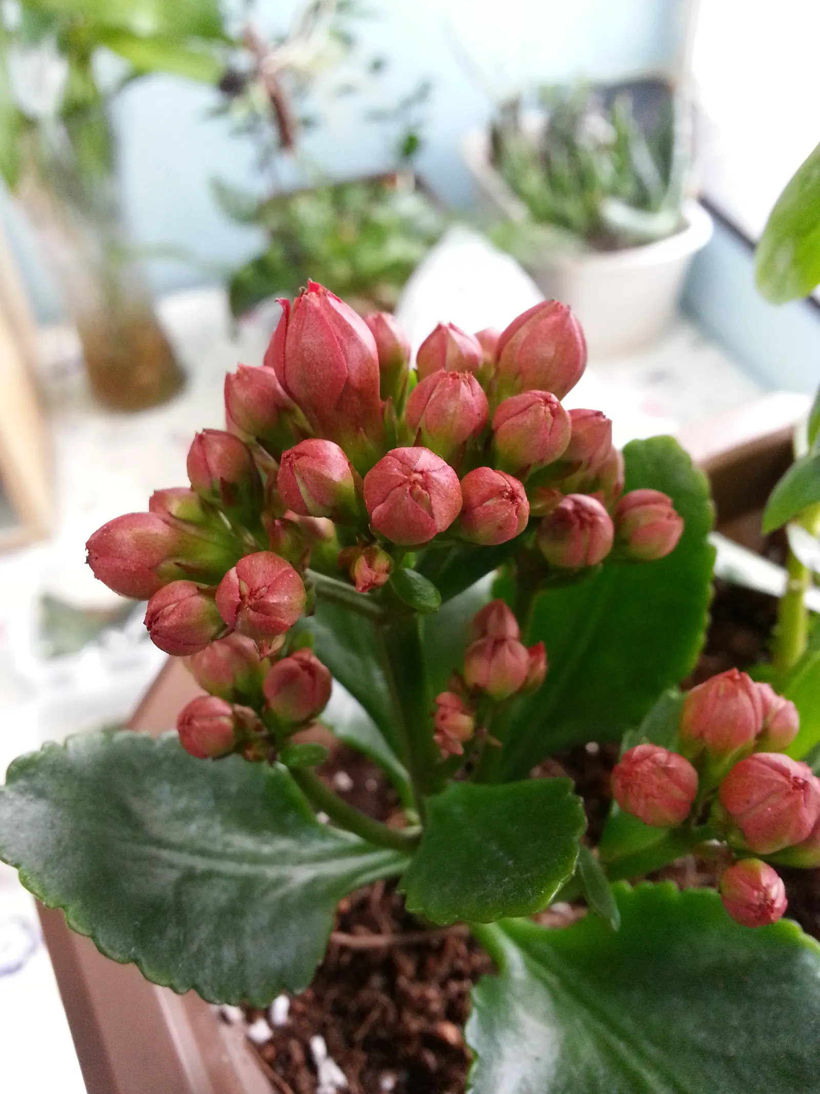 Kalanchoe (Kalanchoe Blossfeldiana) — Optimal in Zones 10-12, it thrives in well-drained soil and full to partial sunlight; often with scalloped, image 86